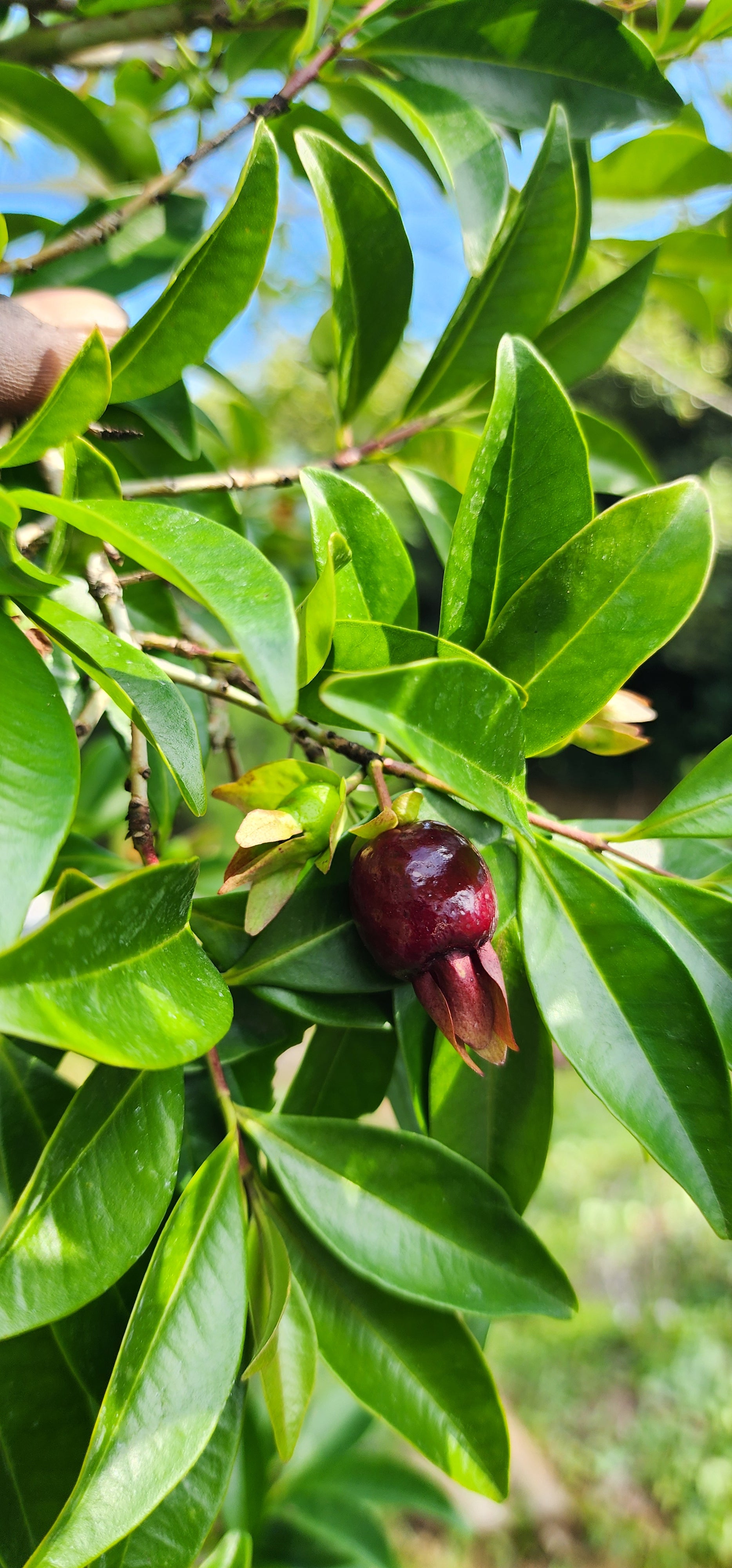 Cherry of the Rio Grande - Live Plant
