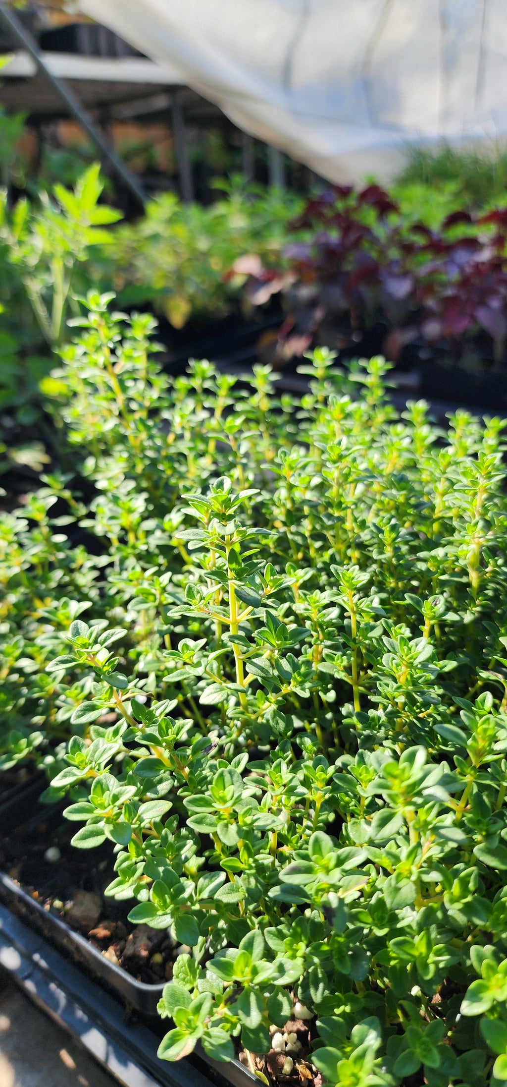 Thyme "Lemon" - Live Plant