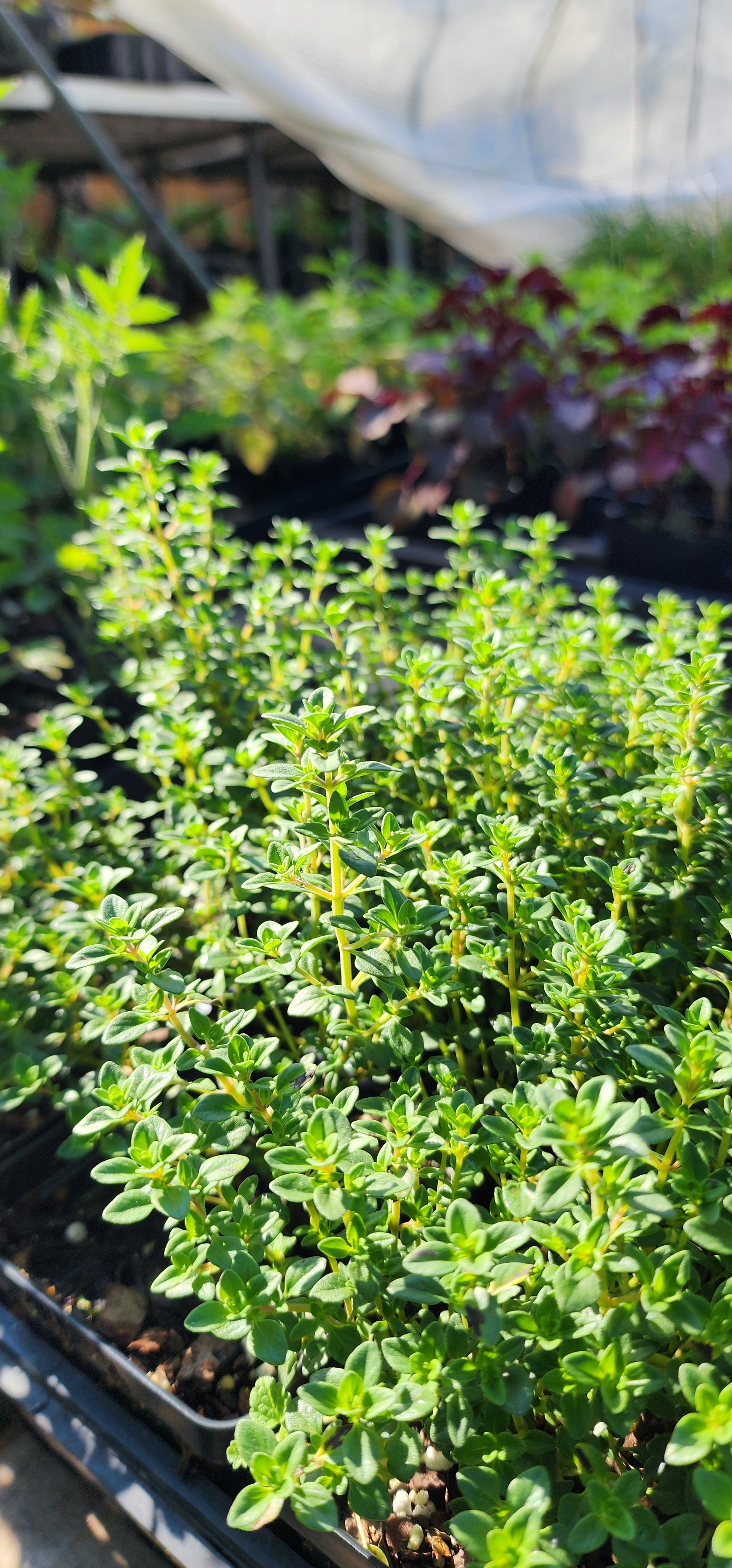 Thyme "Lemon" - Live Plant