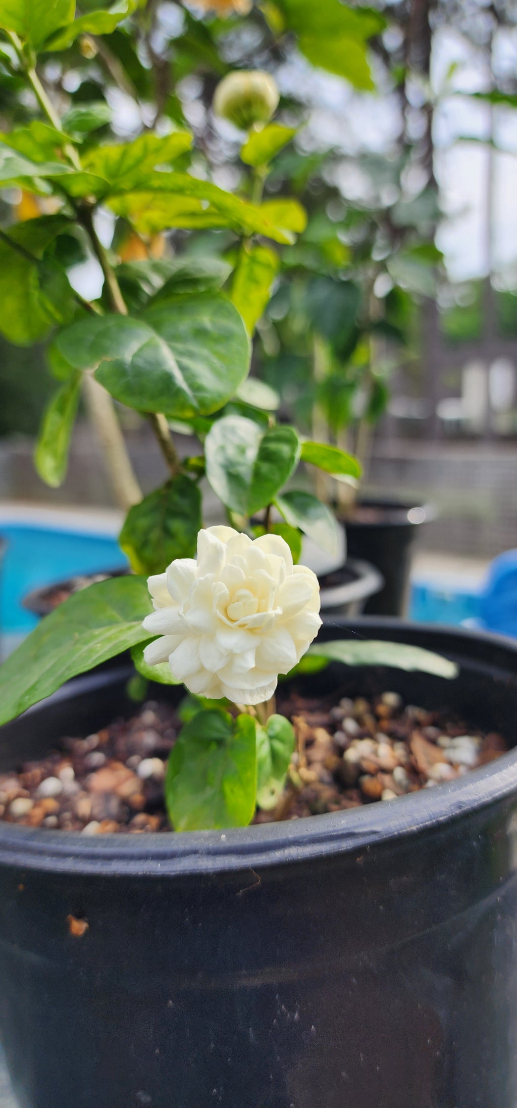Gardenia "Grand Duke of Tuscany" - Live Plant