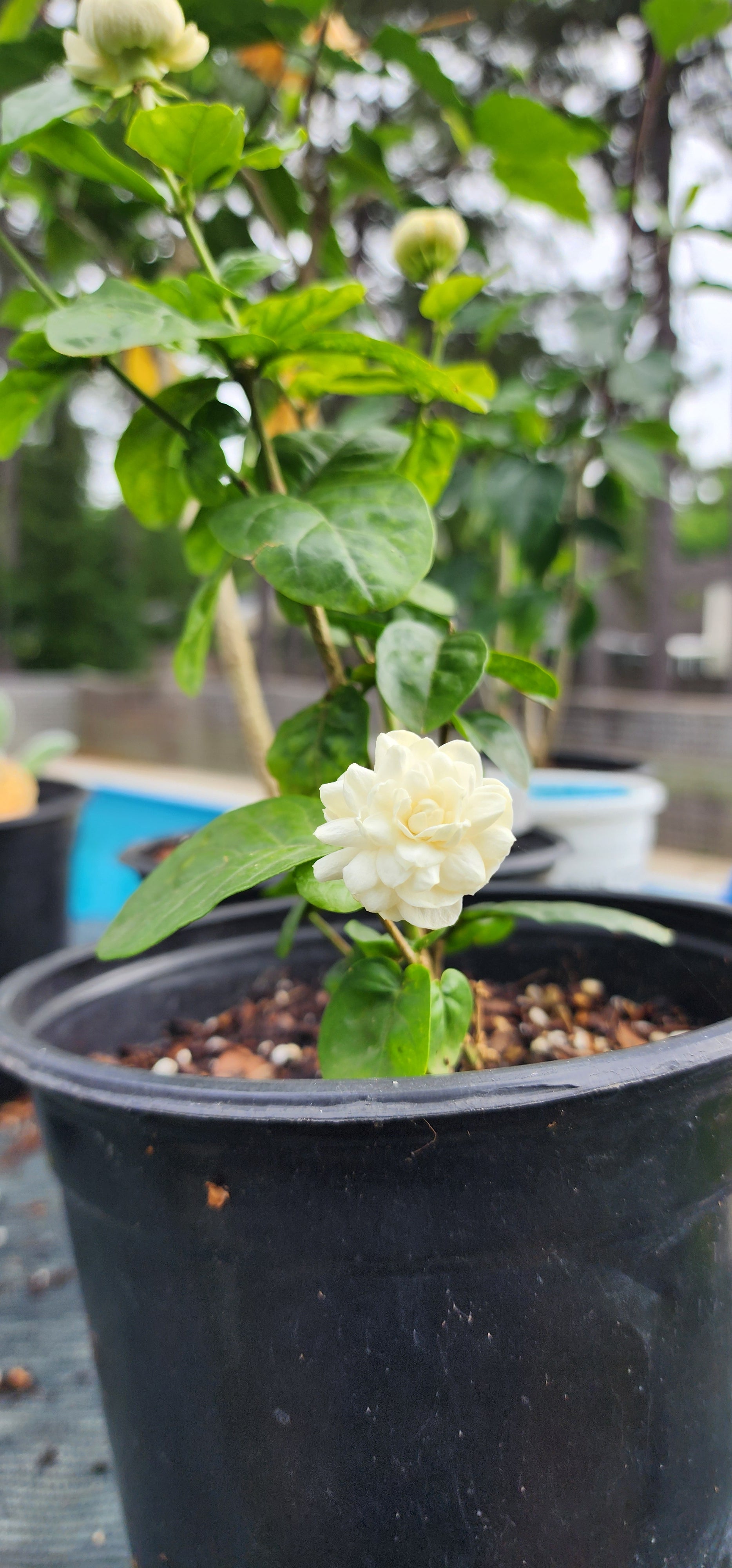 Gardenia "Grand Duke of Tuscany" - Live Plant