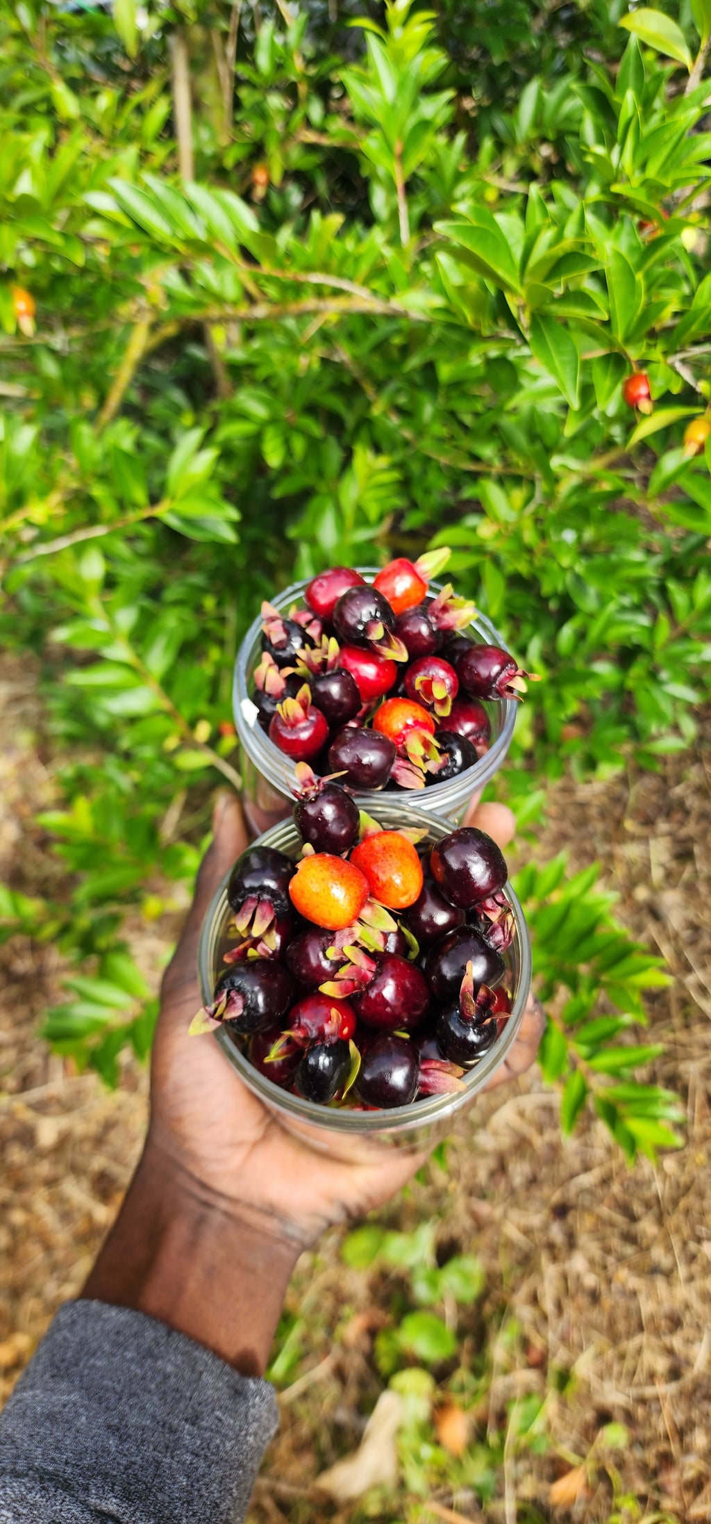 Cherry of the Rio Grande - Live Plant