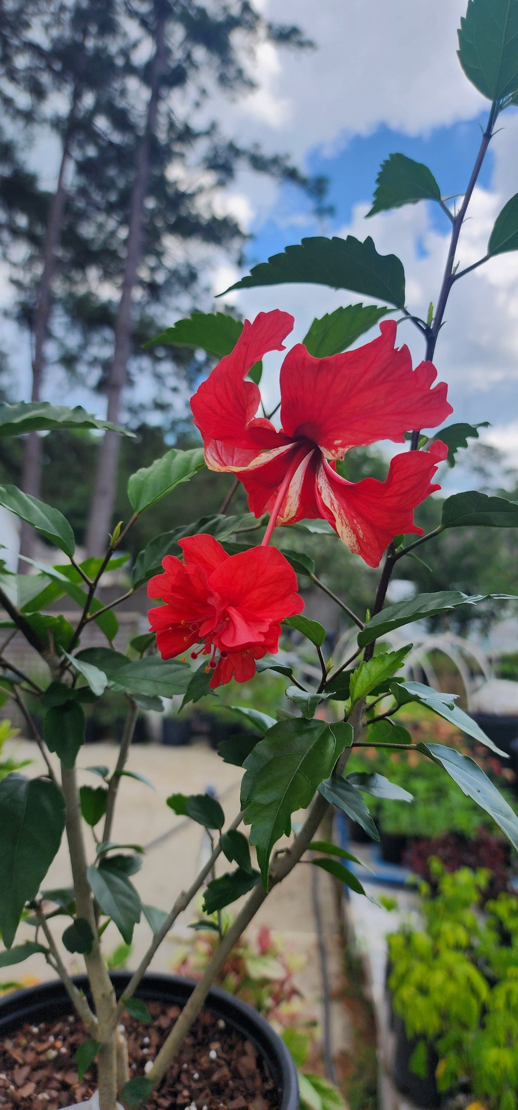 Hibiscus, Tropical "Lion's Tail Red" - Live Plant