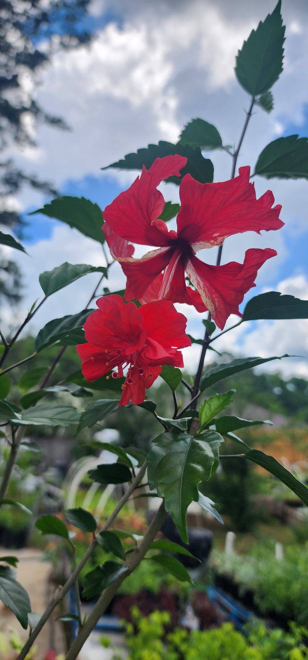 Hibiscus, Tropical "Lion's Tail Red" - Live Plant