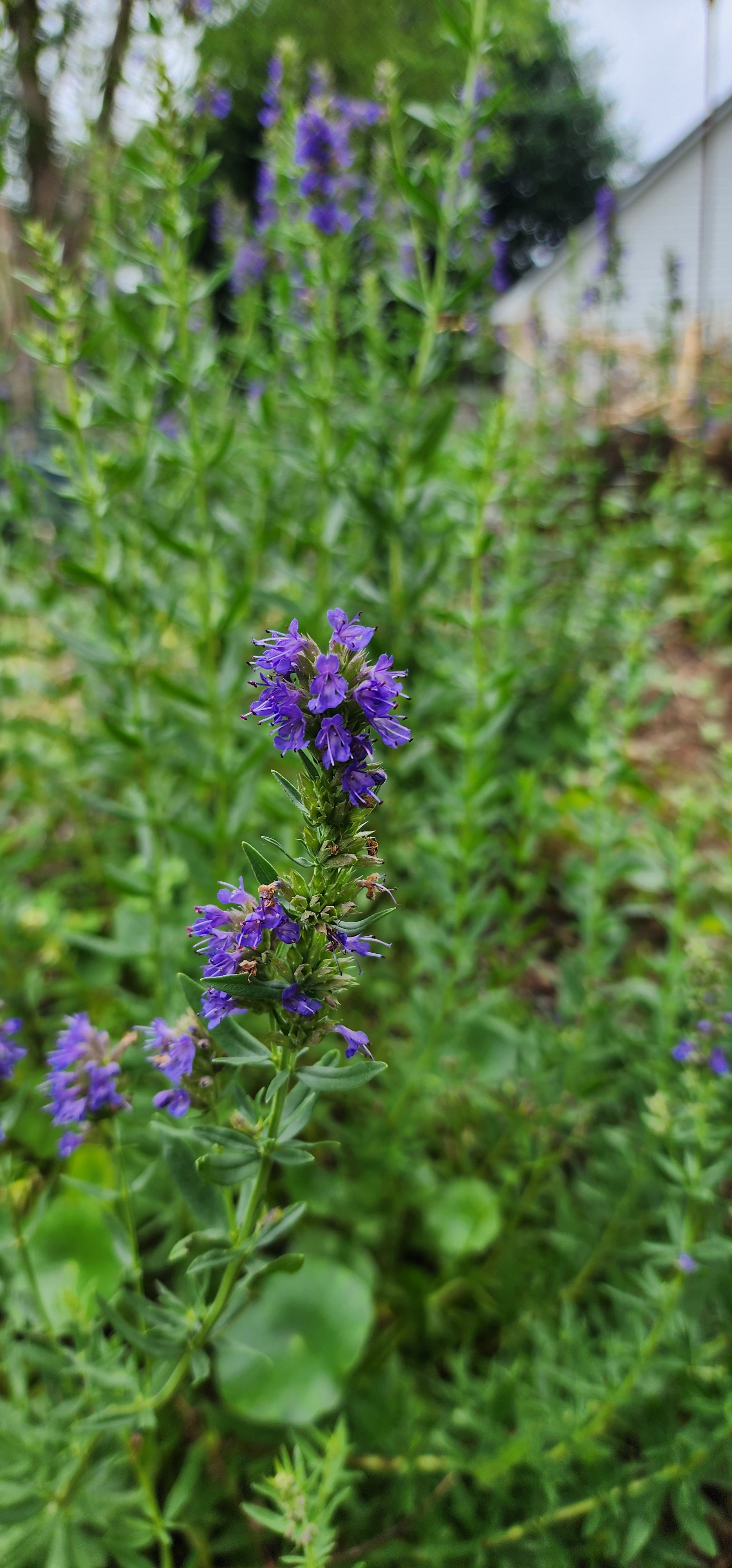 Hyssop - Live Plant