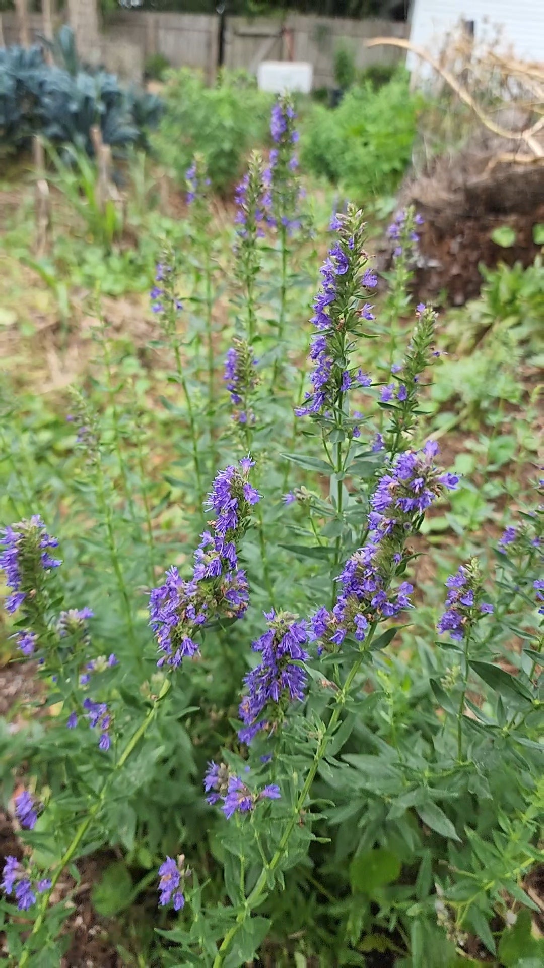 Hyssop - Live Plant