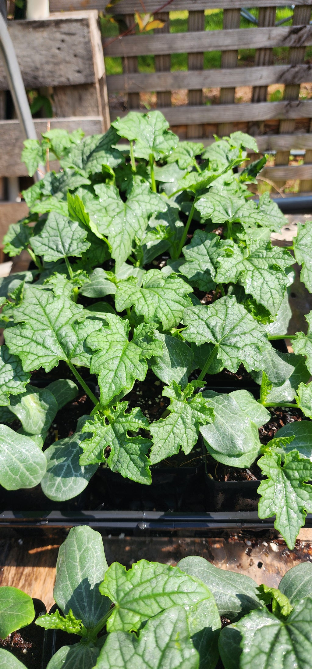 Luffa Gourd - Live Plant