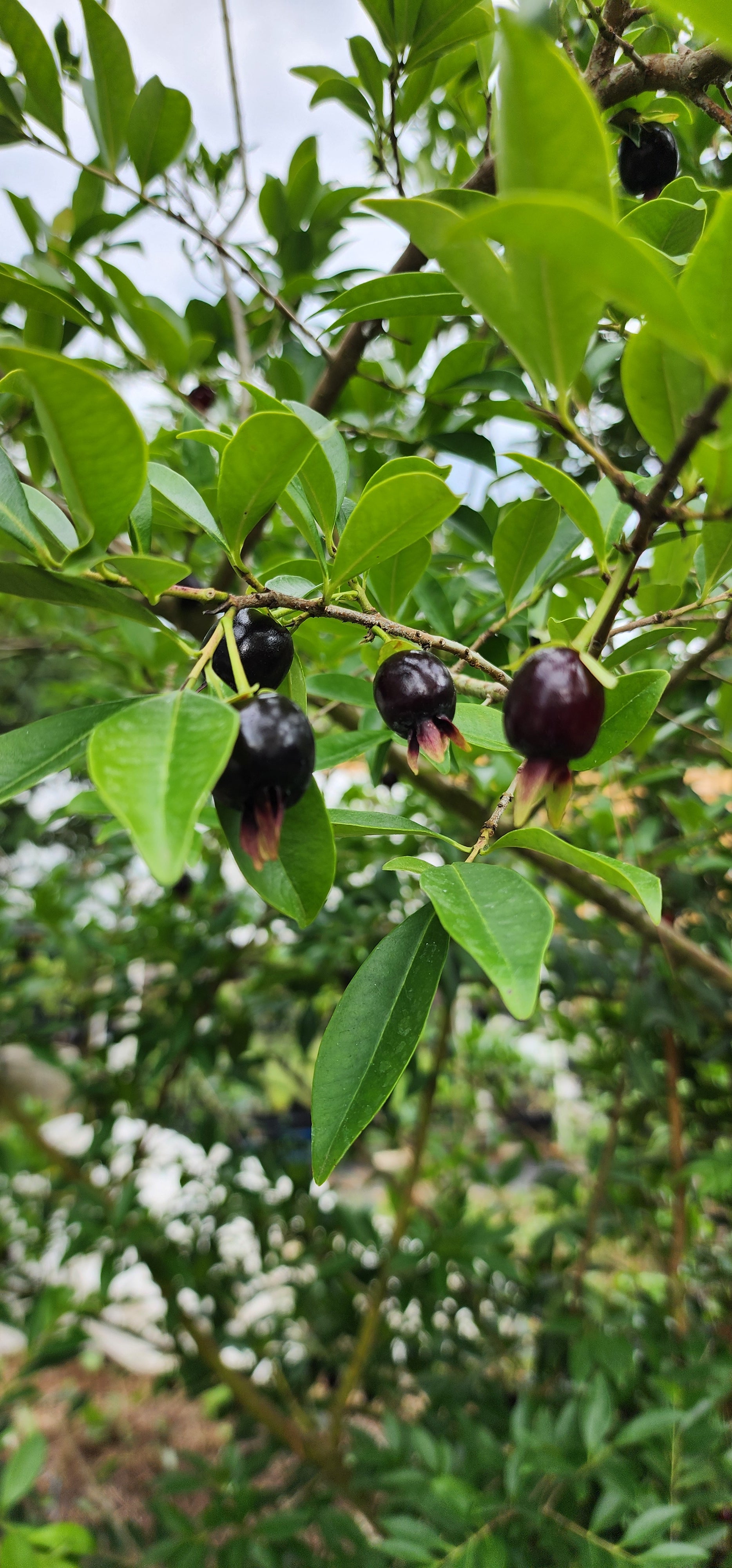 Cherry of the Rio Grande - Live Plant