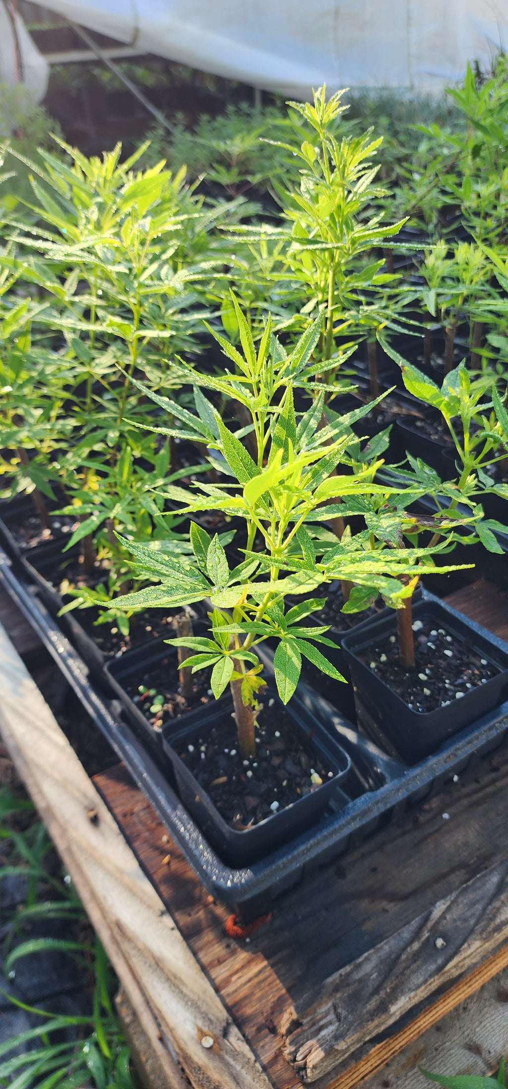 Chaste or Vitex Tree - Live Plant