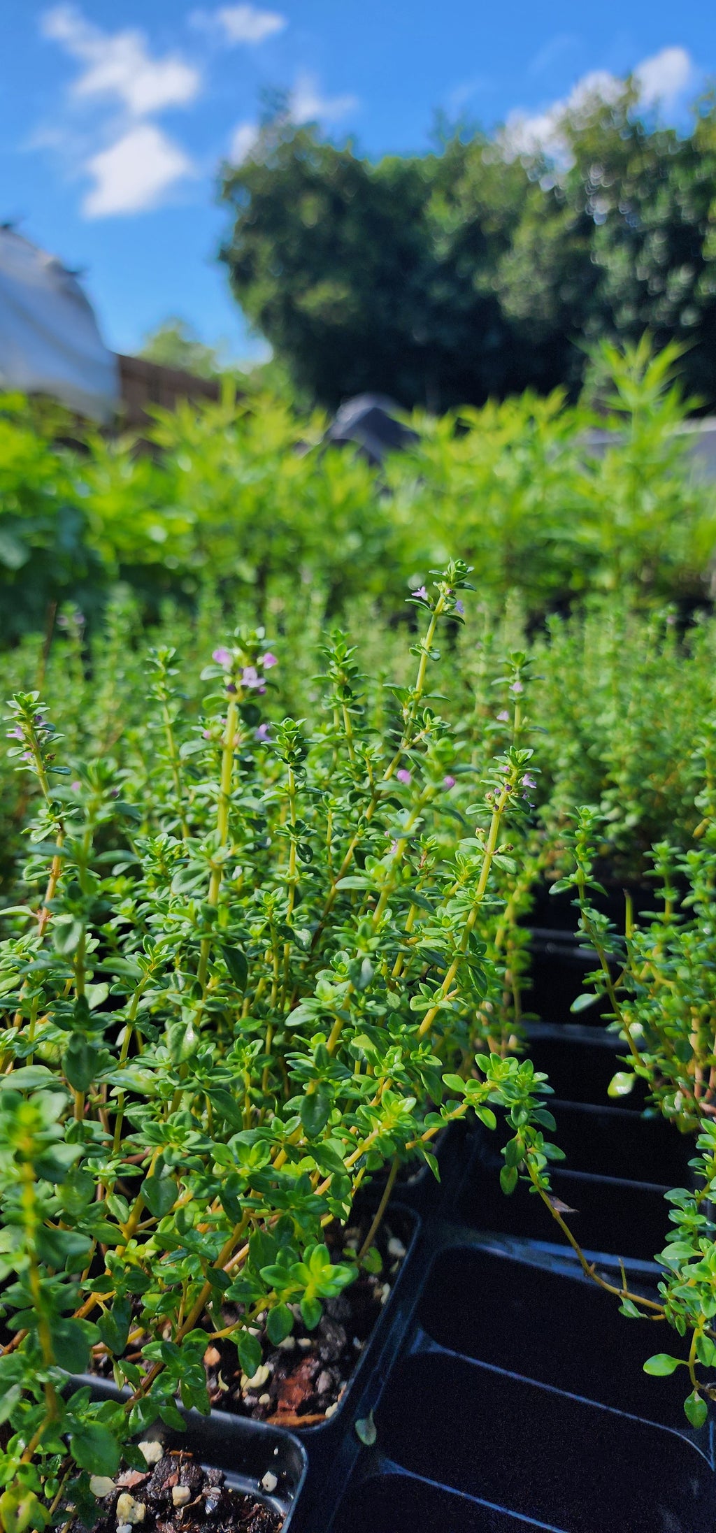 Thyme "Lemon" - Live Plant