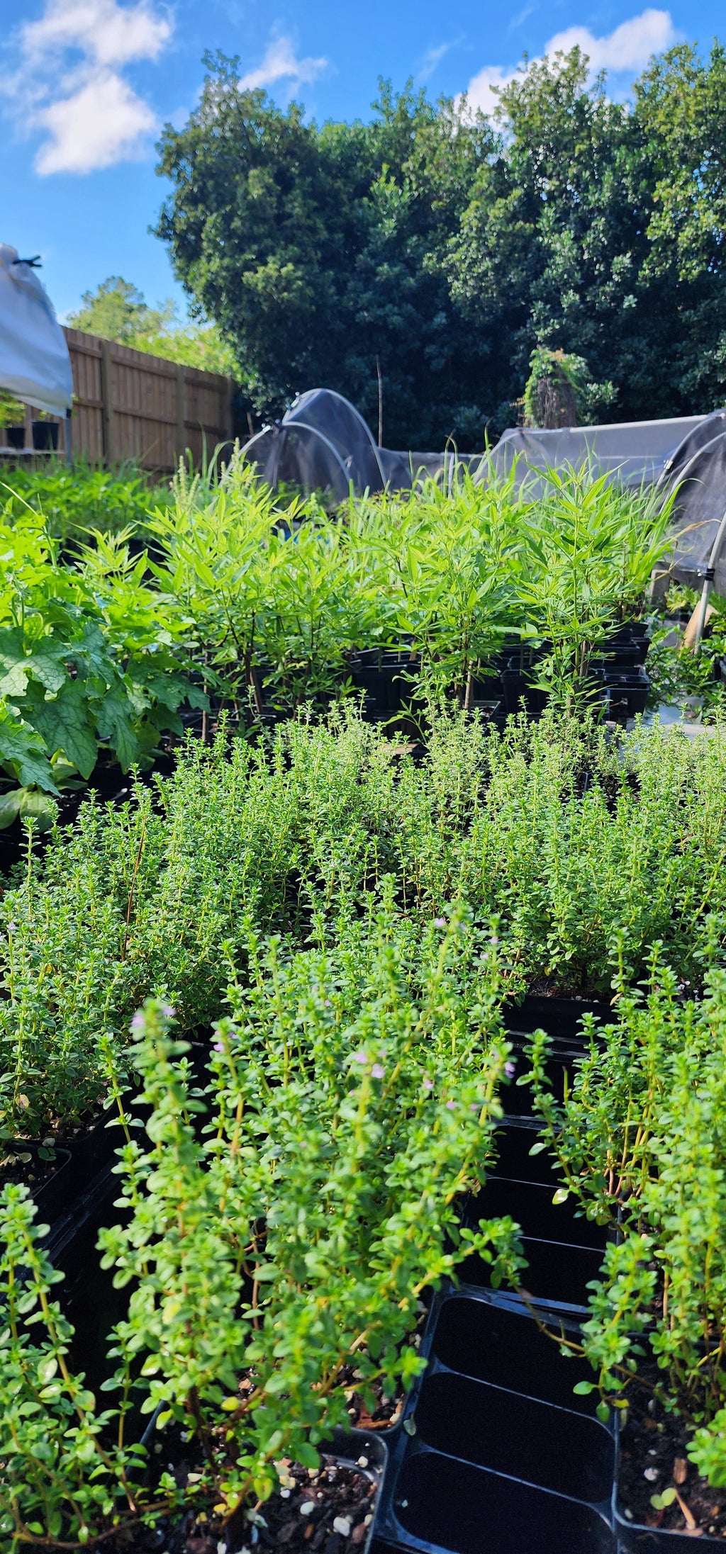 Thyme "English" - Live Plant