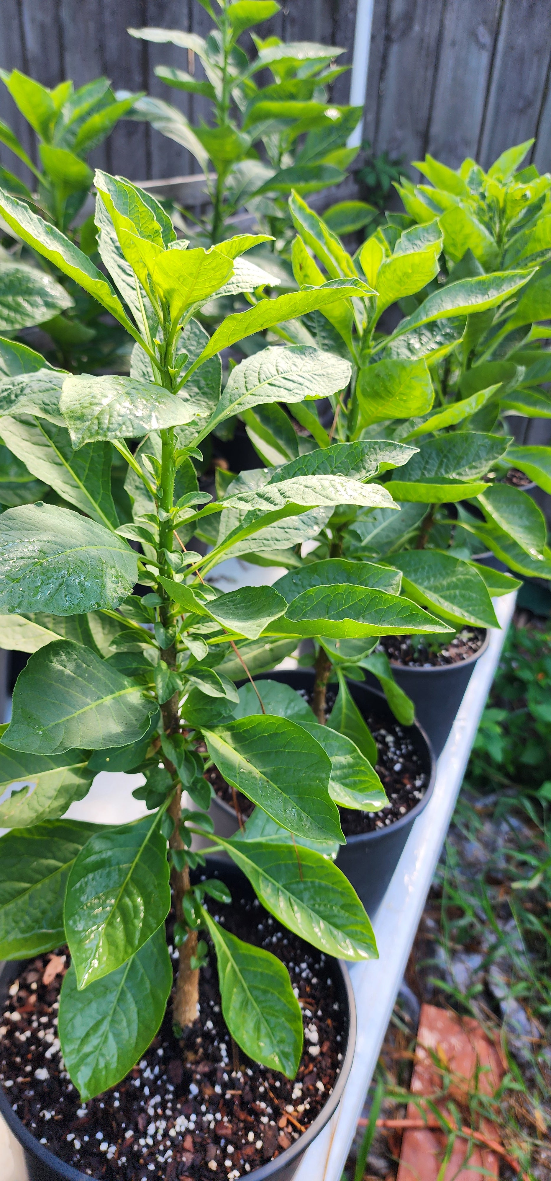 Iochroma "Royal Purple" - Live Plant