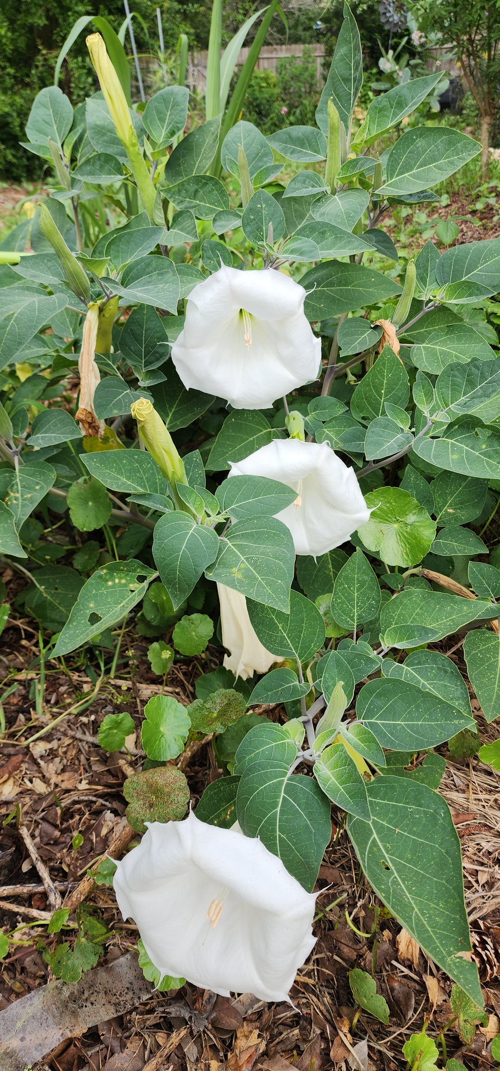 Datura "Moonflower" - Live Plant