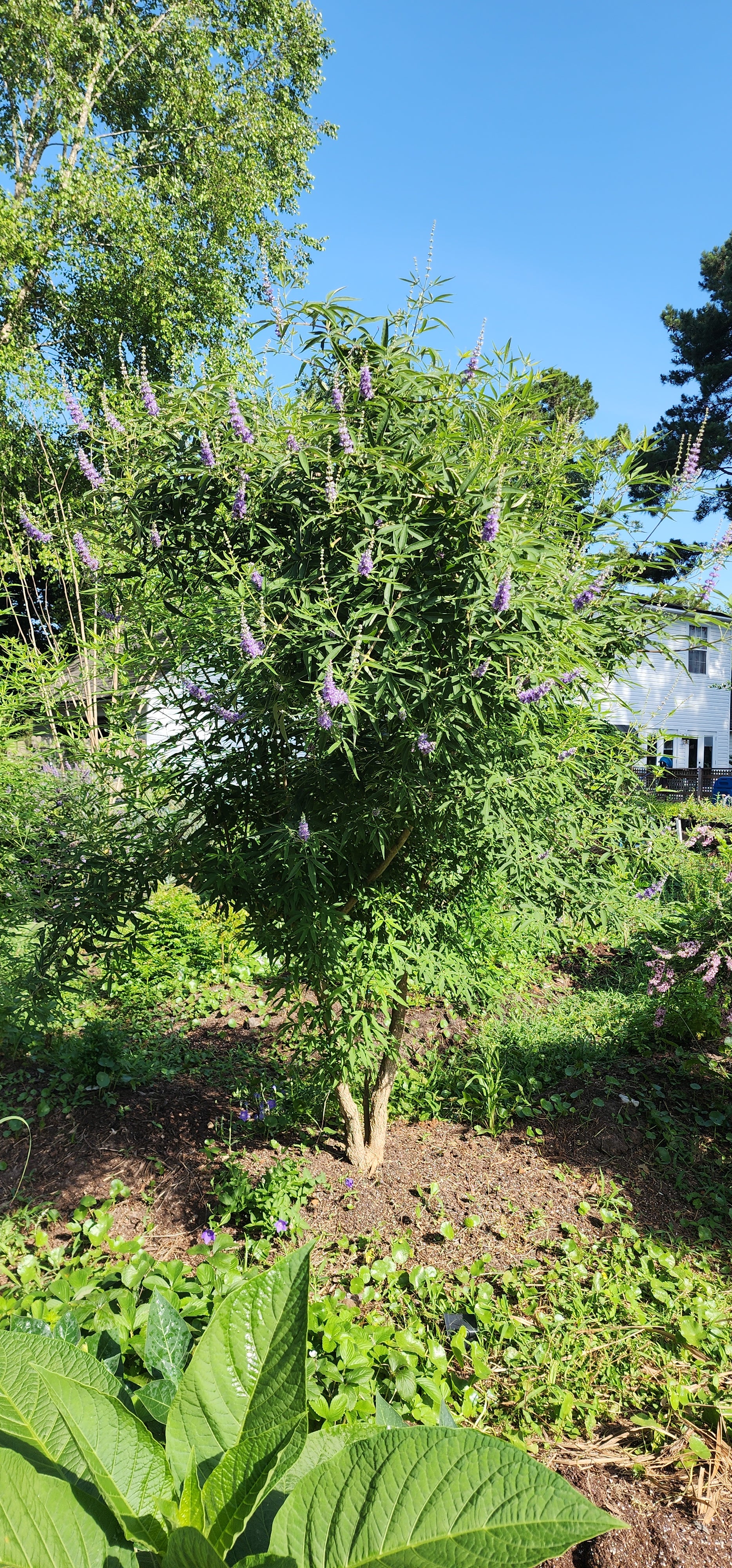 Chaste or Vitex Tree - Live Plant