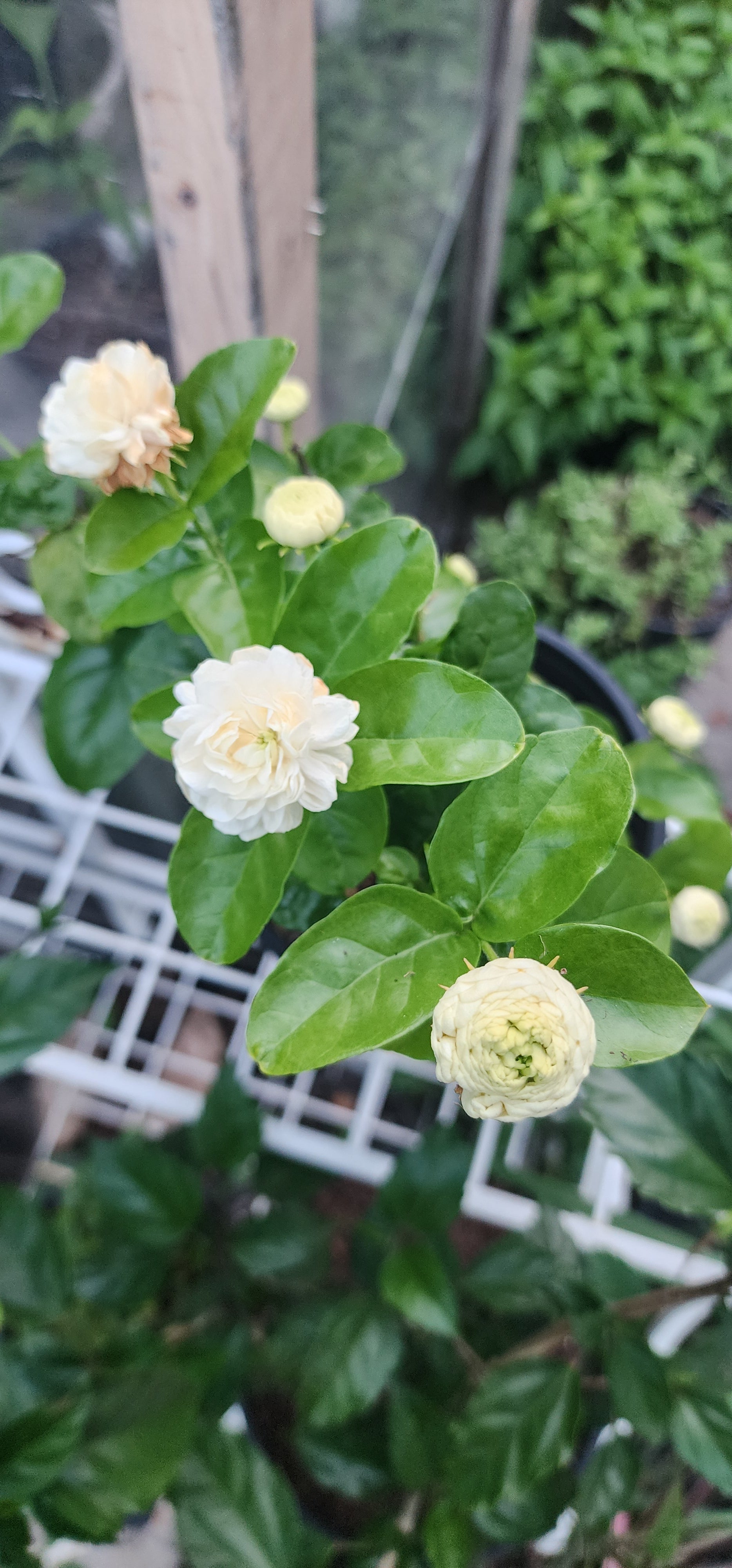Gardenia "Grand Duke of Tuscany" - Live Plant