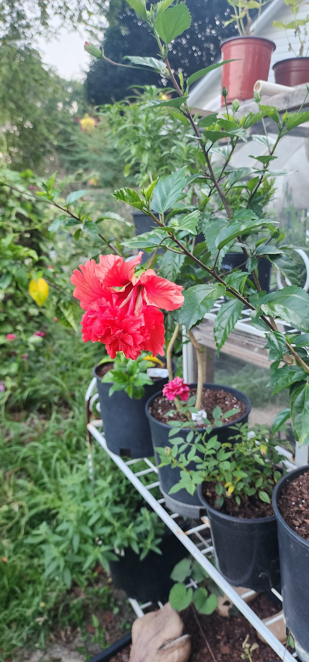 Hibiscus, Tropical "Lion's Tail Red" - Live Plant