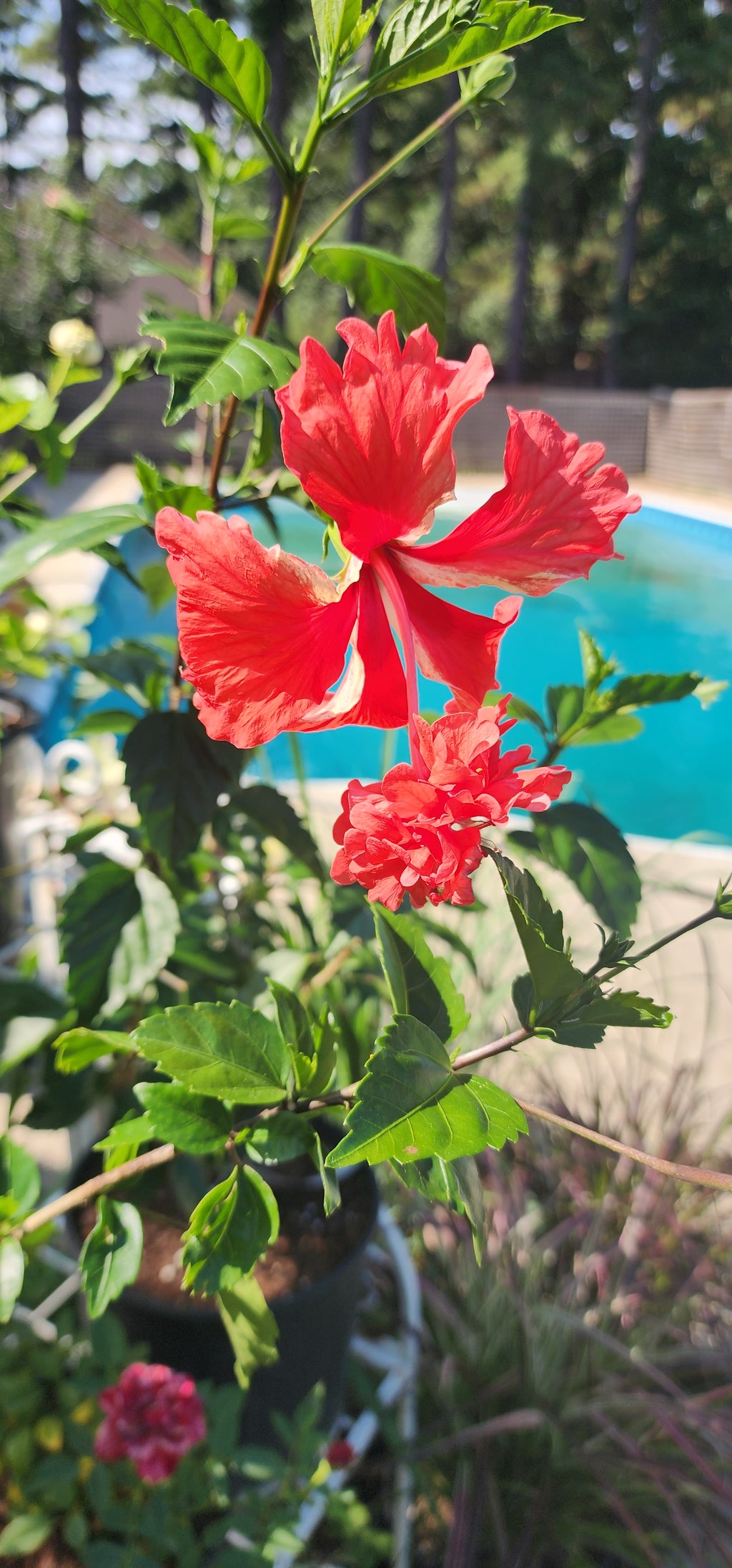 Hibiscus, Tropical "Lion's Tail Red" - Live Plant