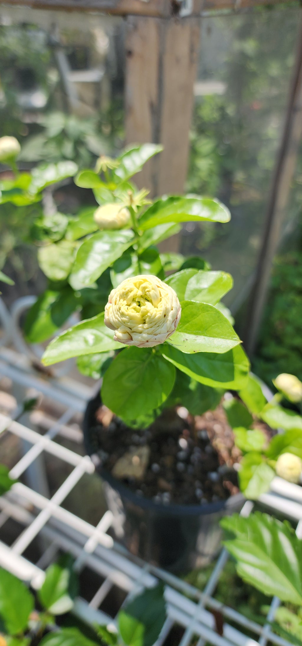 Gardenia "Grand Duke of Tuscany" - Live Plant