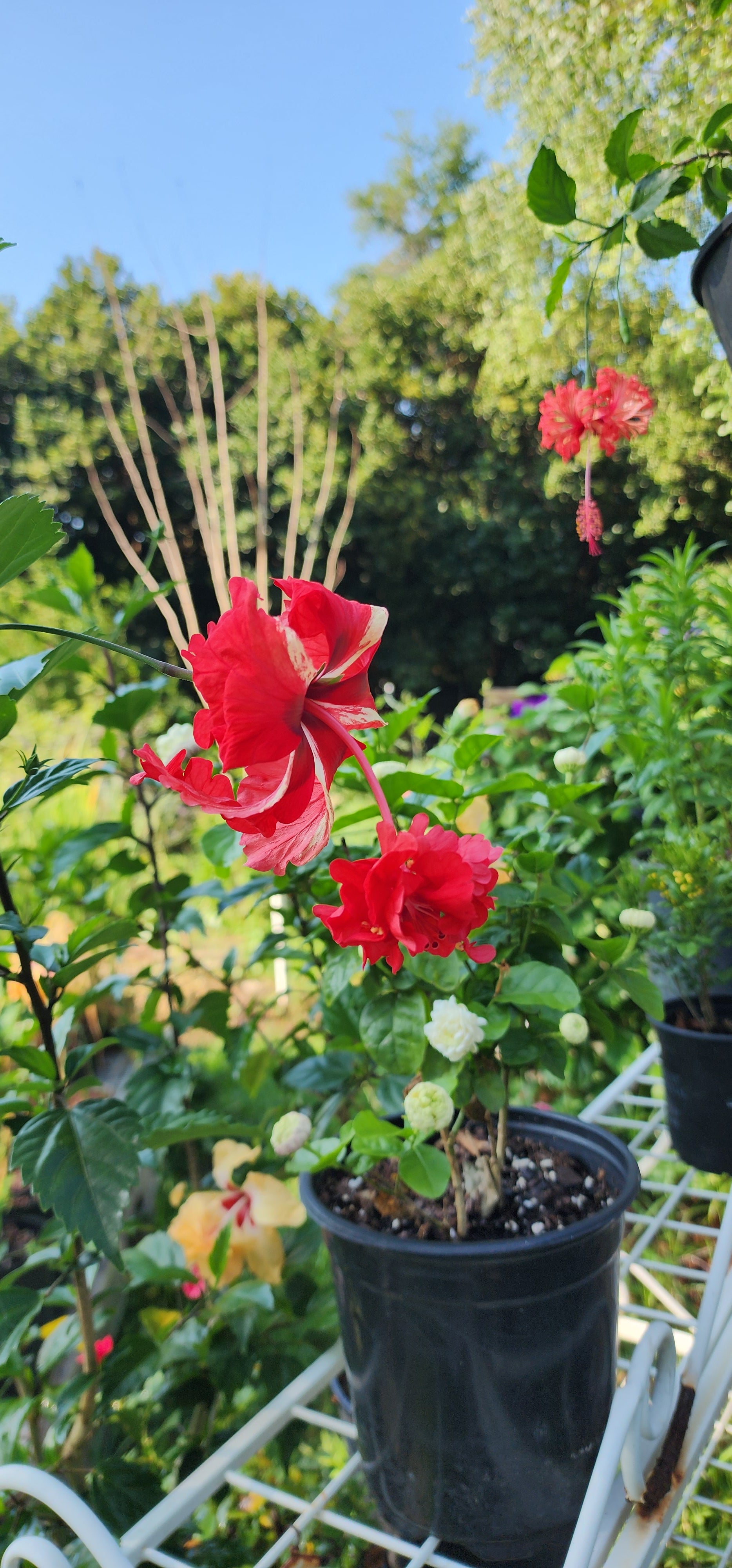 Hibiscus, Tropical "Lion's Tail Red" - Live Plant