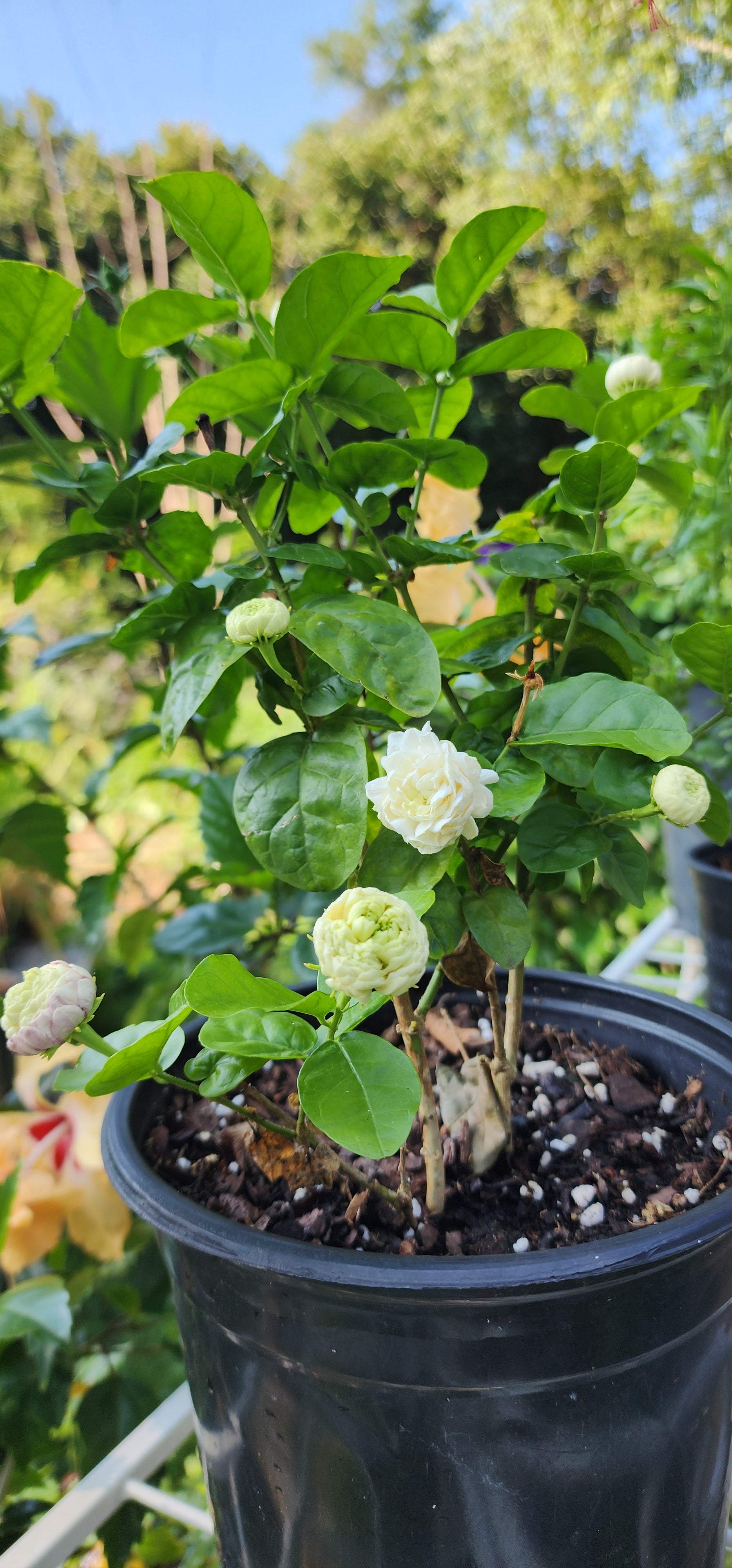 Gardenia "Grand Duke of Tuscany" - Live Plant