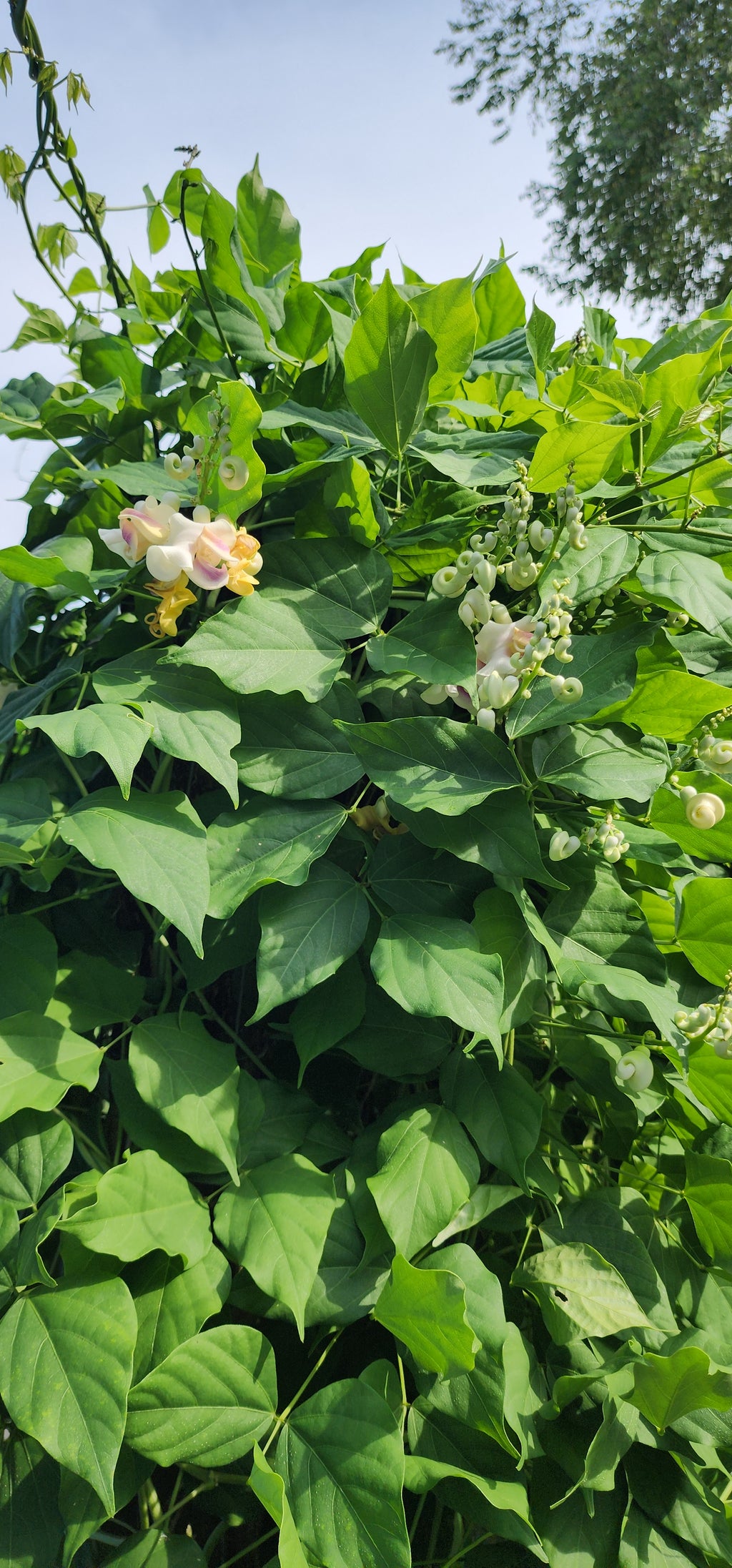 Snail Vine - Live Plant