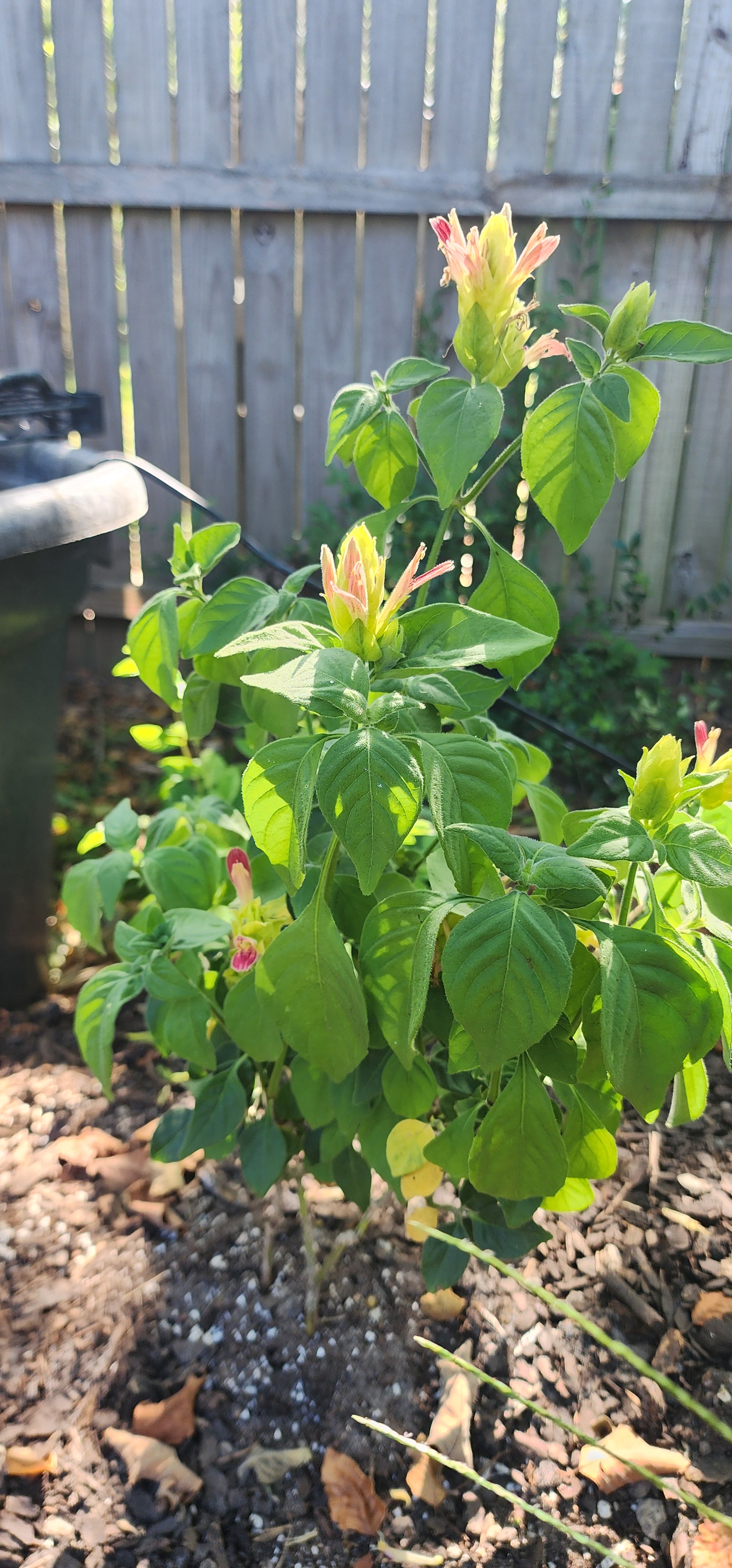 Shrimp Plant "Fruit Cocktail" - Live Plant