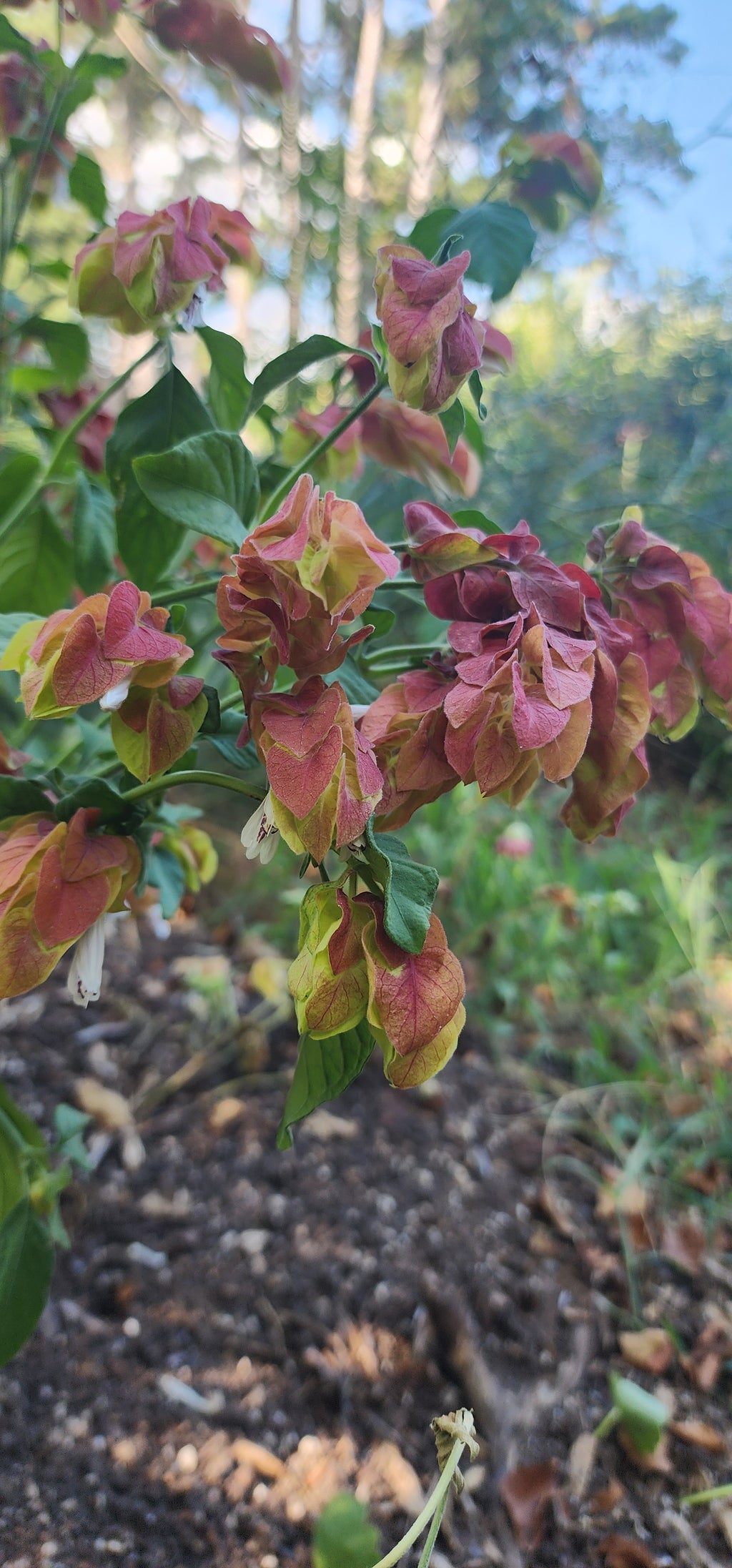 Shrimp Plant - Live Plant