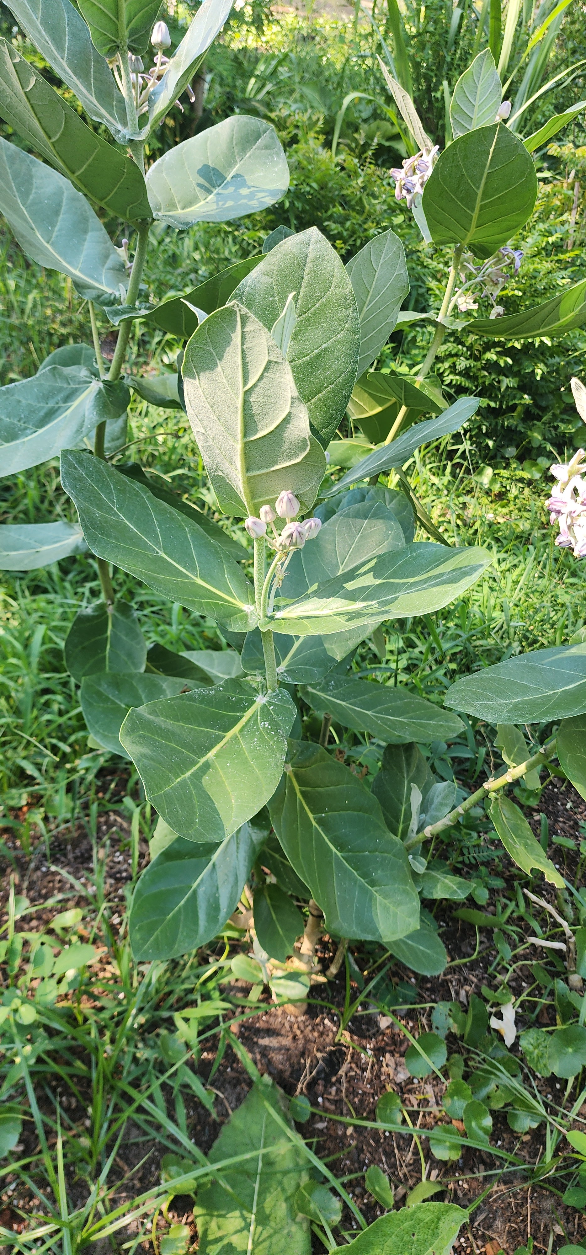 Giant Calotrope Milkweed - Live Plant