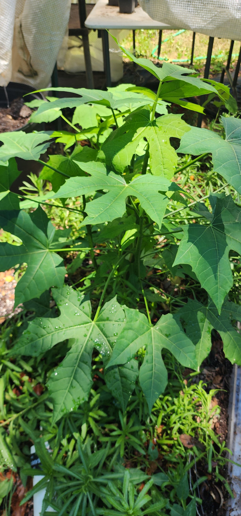 Chaya or Tree Spinach - Live Plant