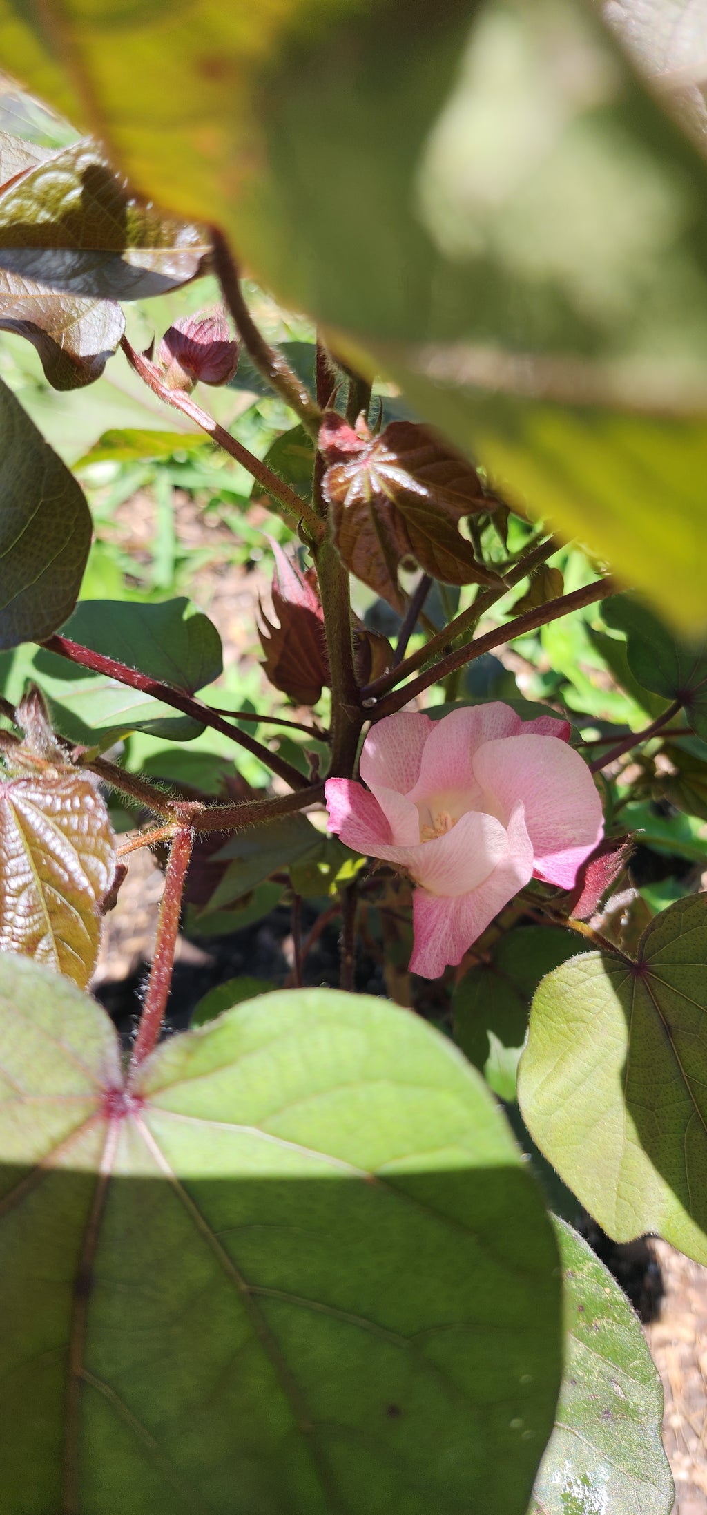 Cotton "Variegated Red" - Live Plant