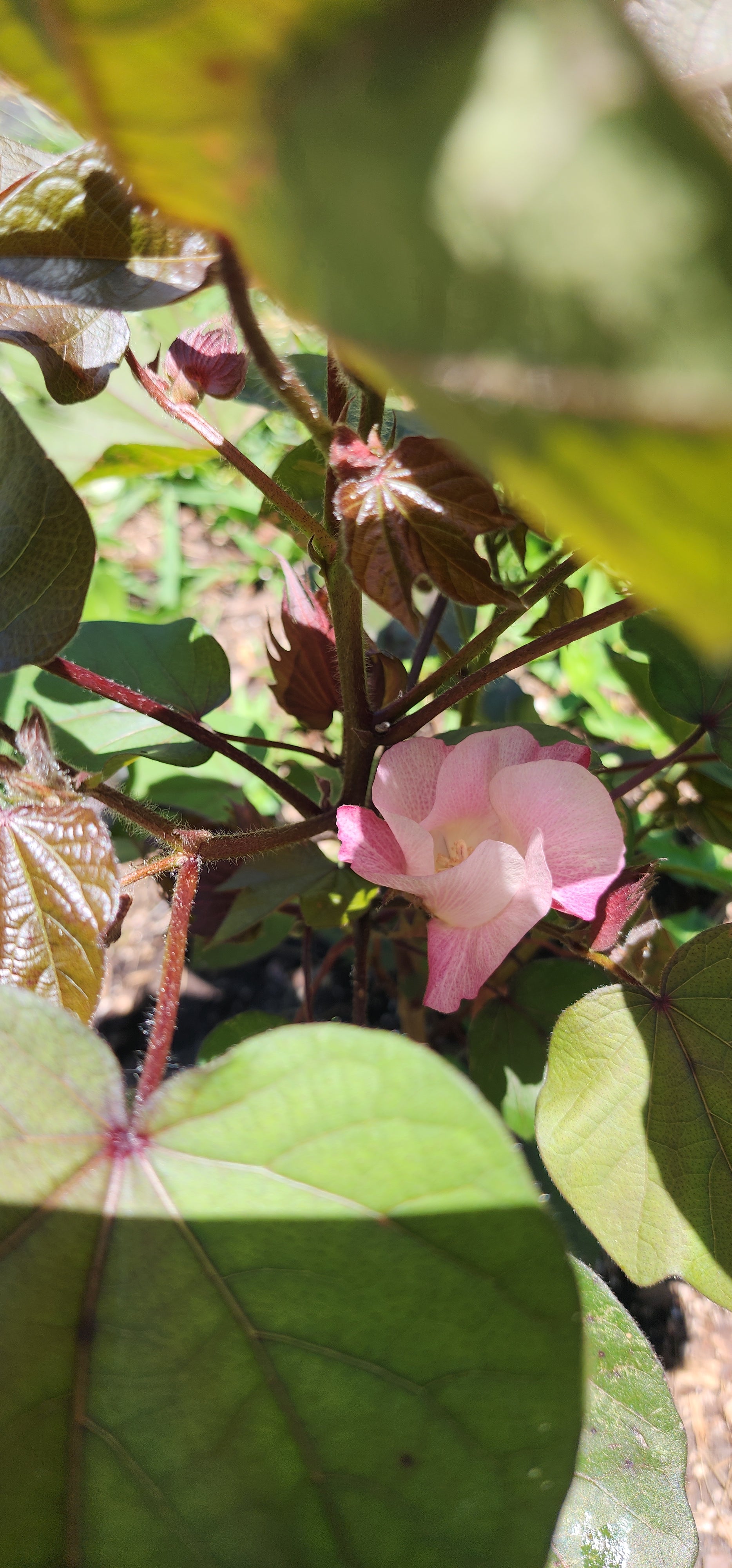 Cotton "Variegated Red" - Live Plant