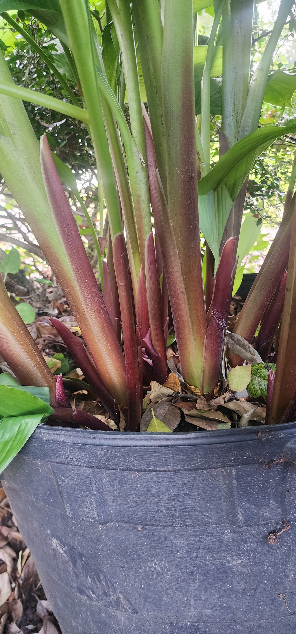 Turmeric "Green" - Live Plant