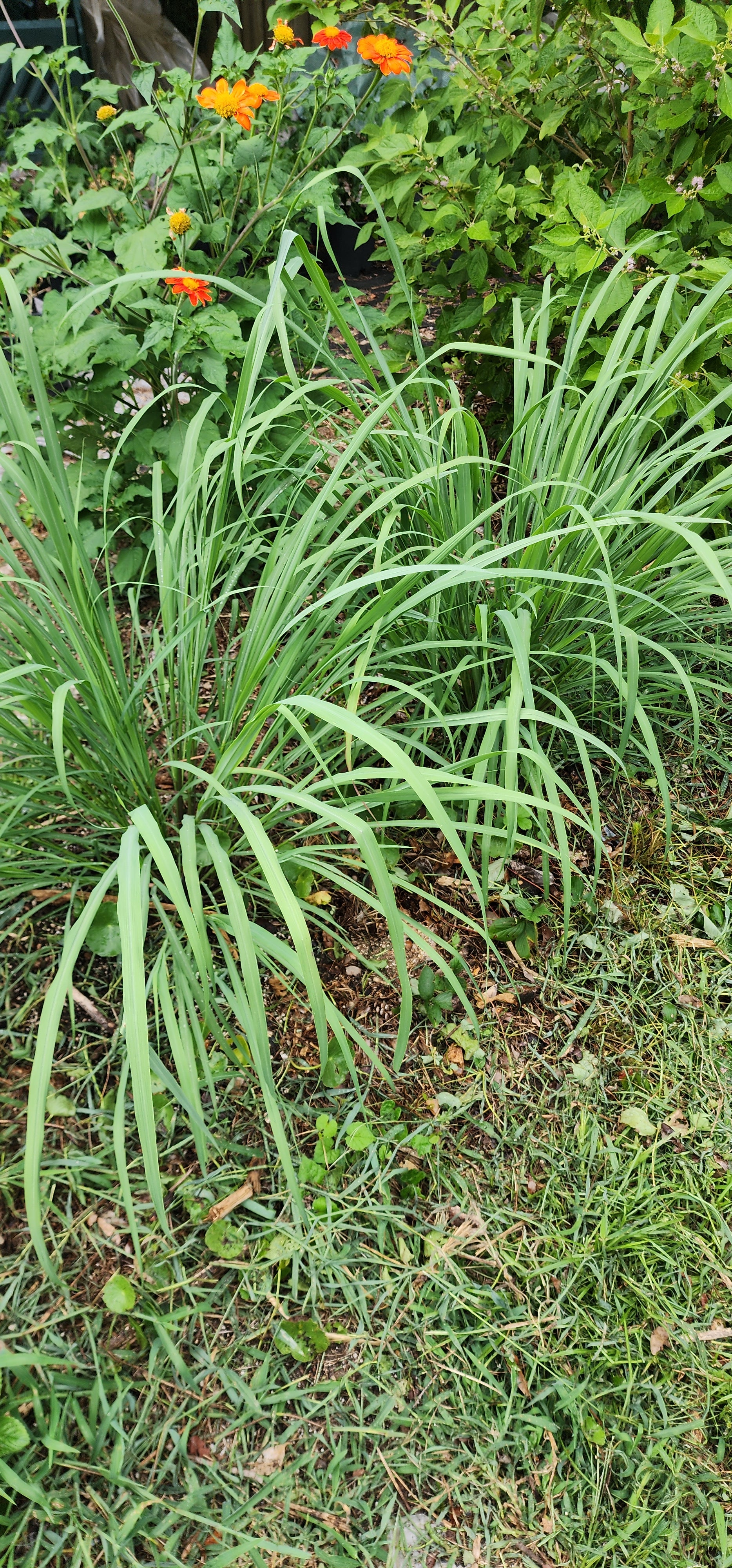 Citronella Grass - Live Plant