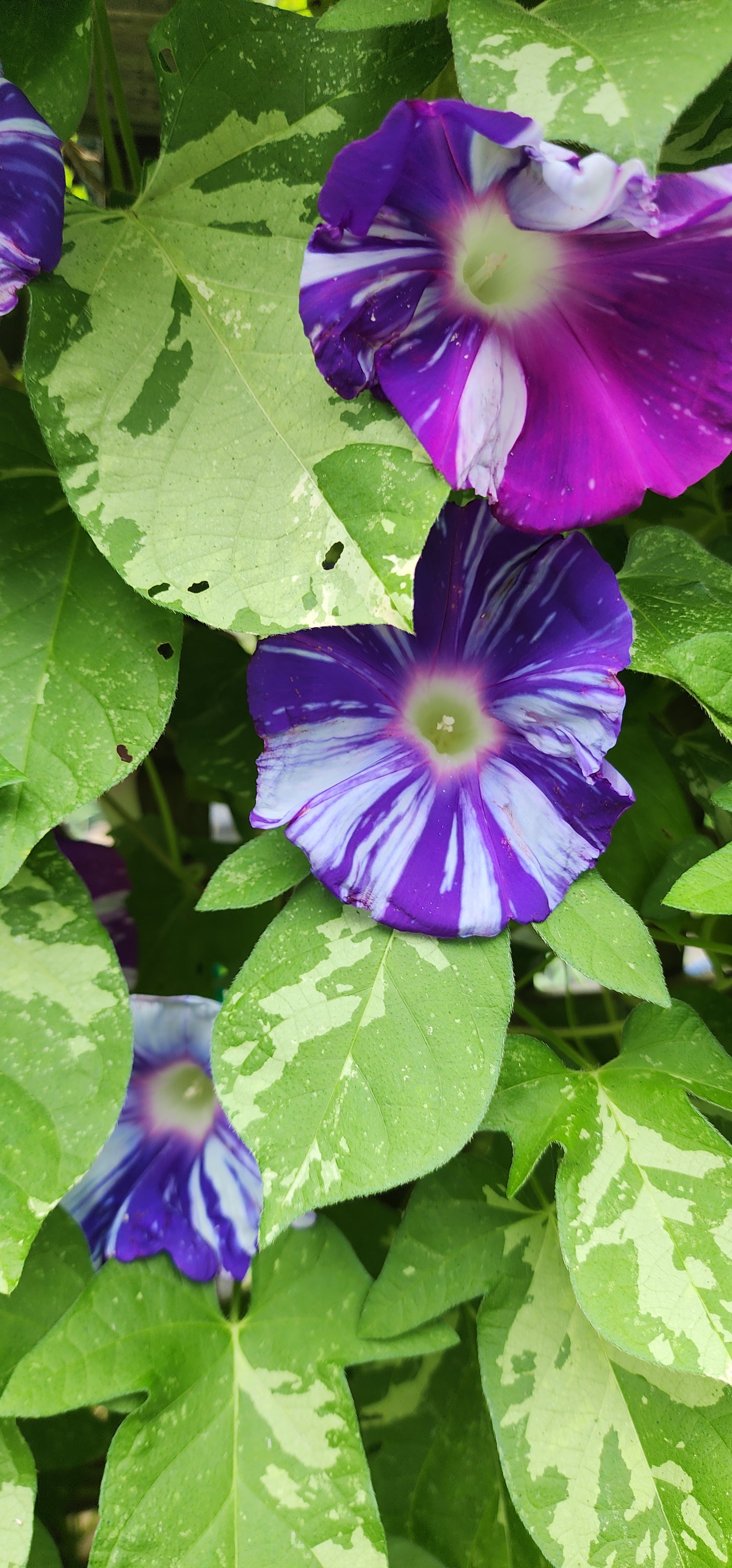 Morning Glory, Japanese "Mura Kumo" - Live Plant