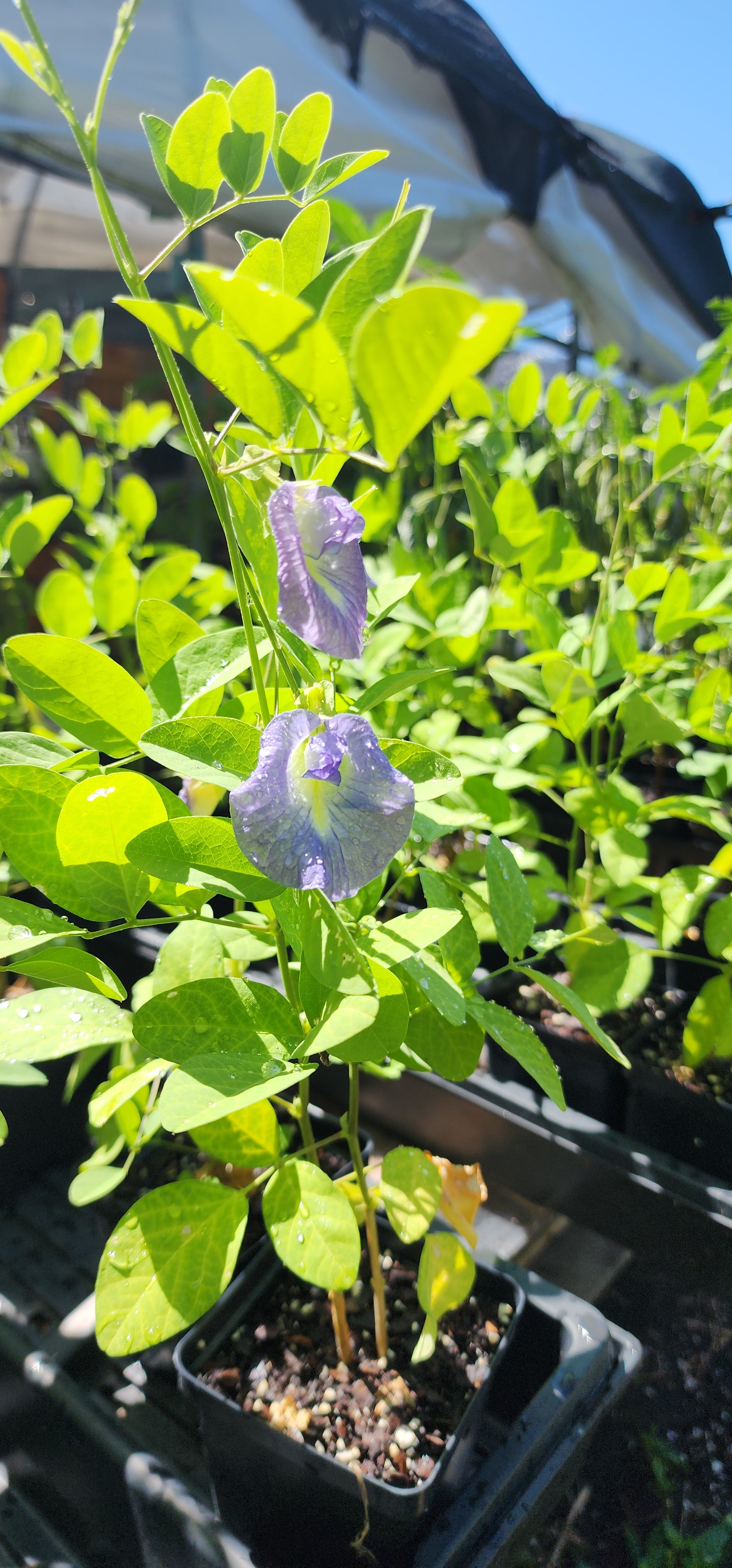 Butterfly Pea "Purple" - Live Plant