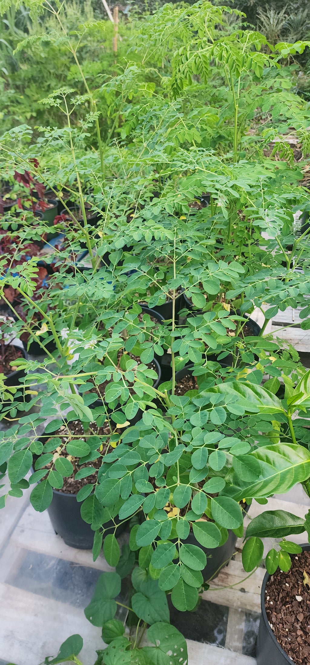 Moringa - Live Plant