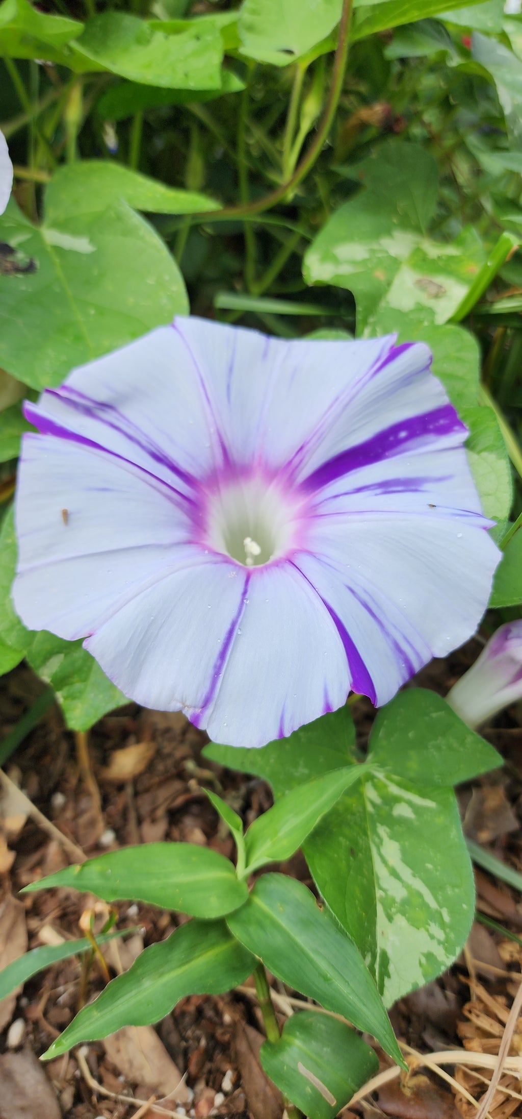 Morning Glory, Japanese "Mura Kumo" - Live Plant