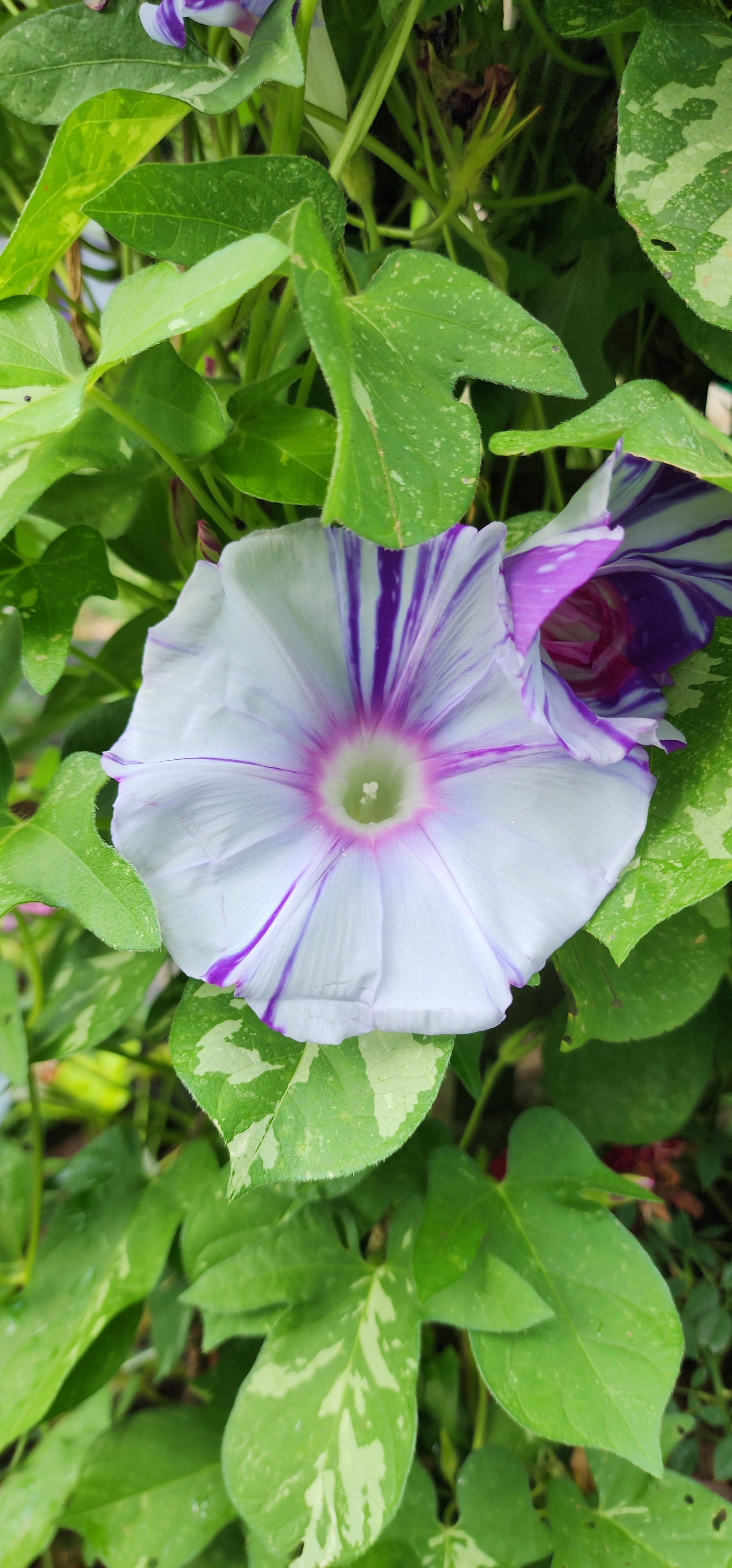 Morning Glory, Japanese "Mura Kumo" - Live Plant