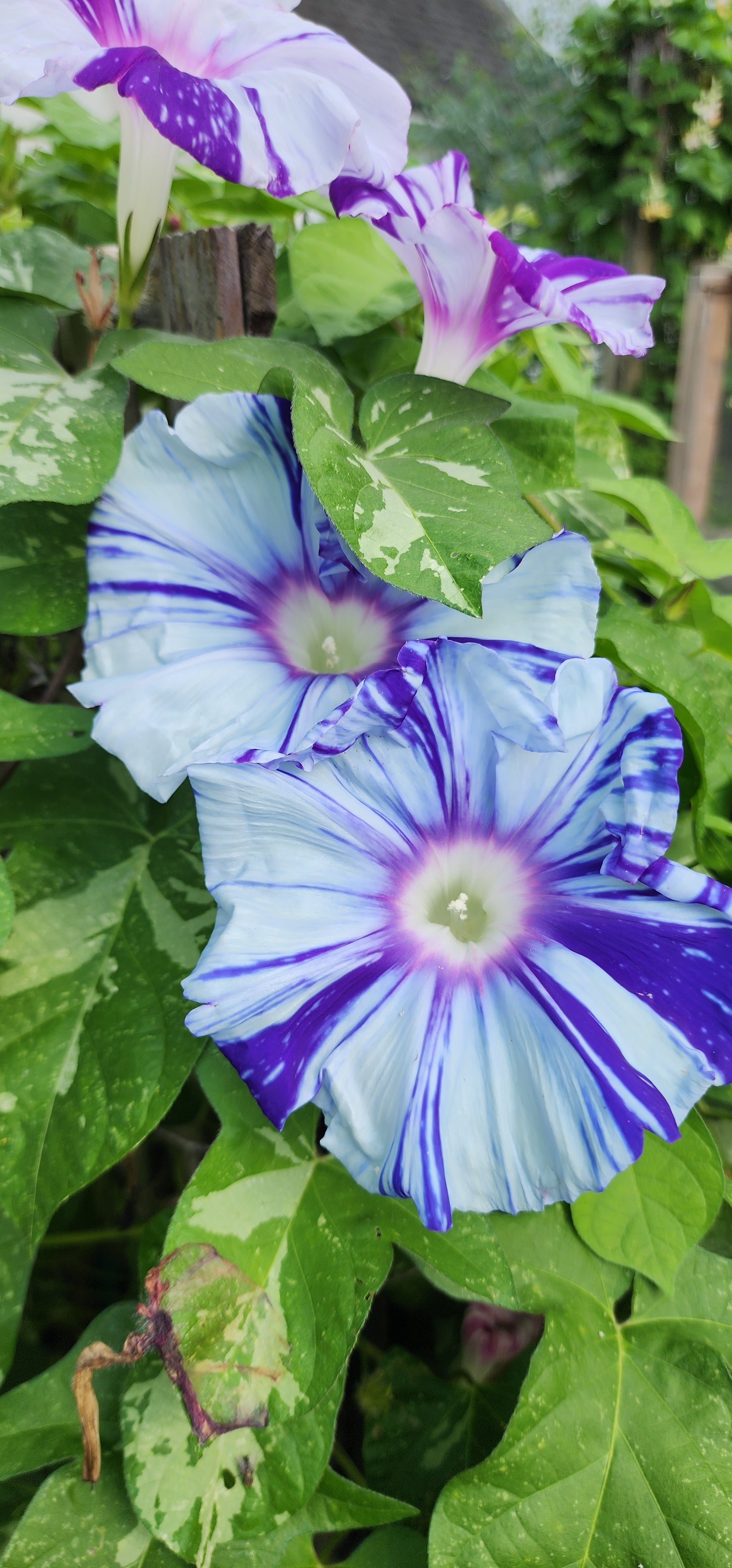 Morning Glory, Japanese "Mura Kumo" - Live Plant