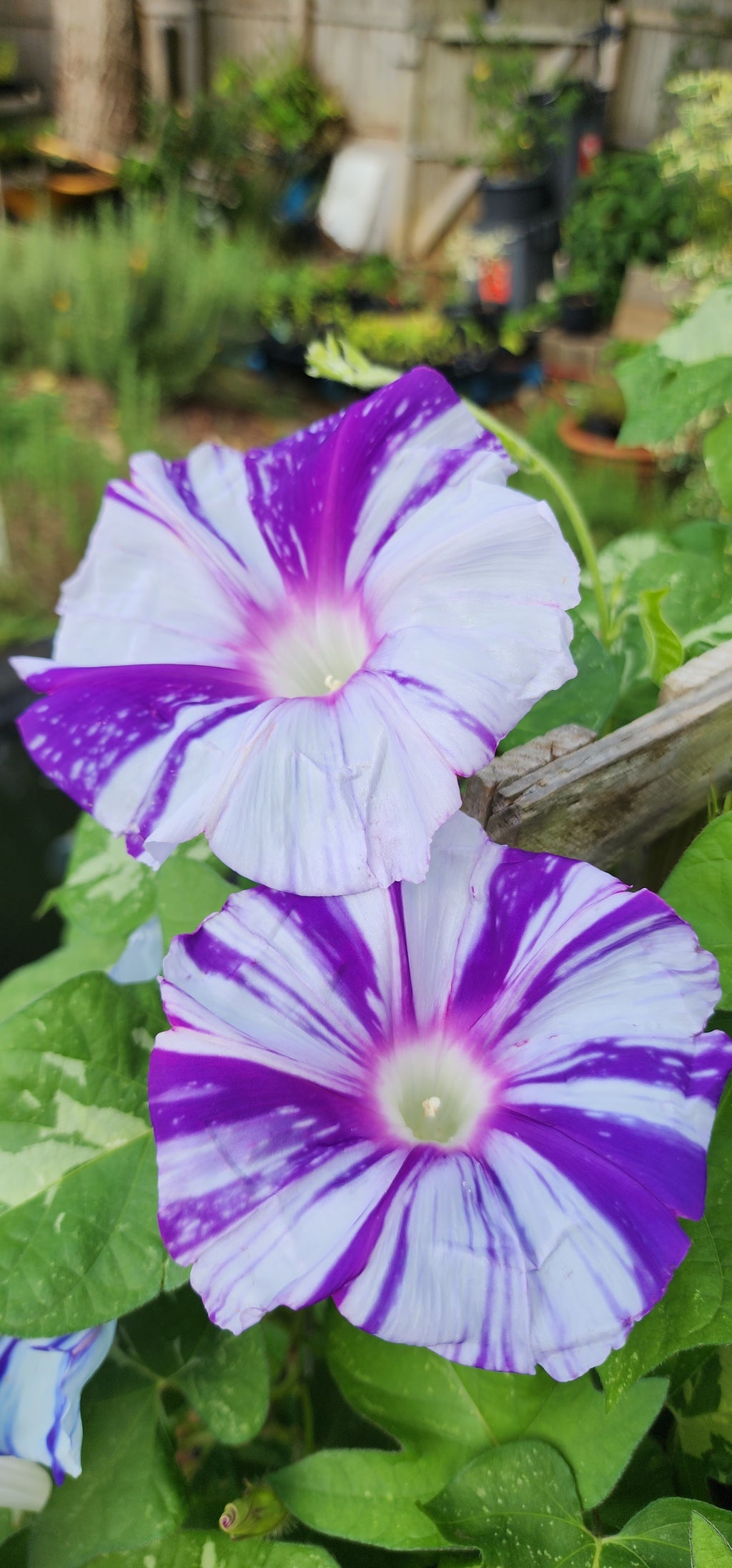 Morning Glory, Japanese "Mura Kumo" - Live Plant