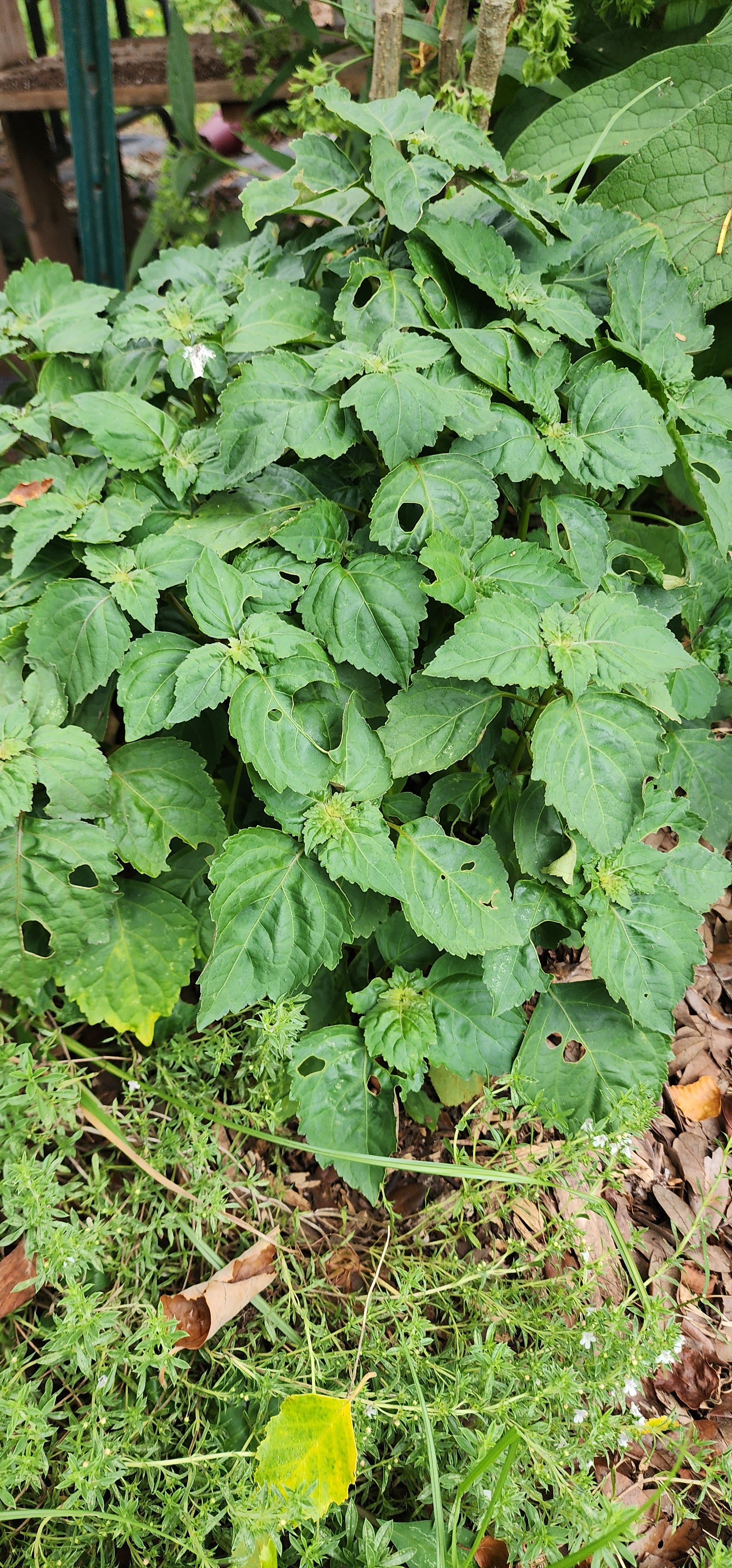 Patchouli - Live Plant