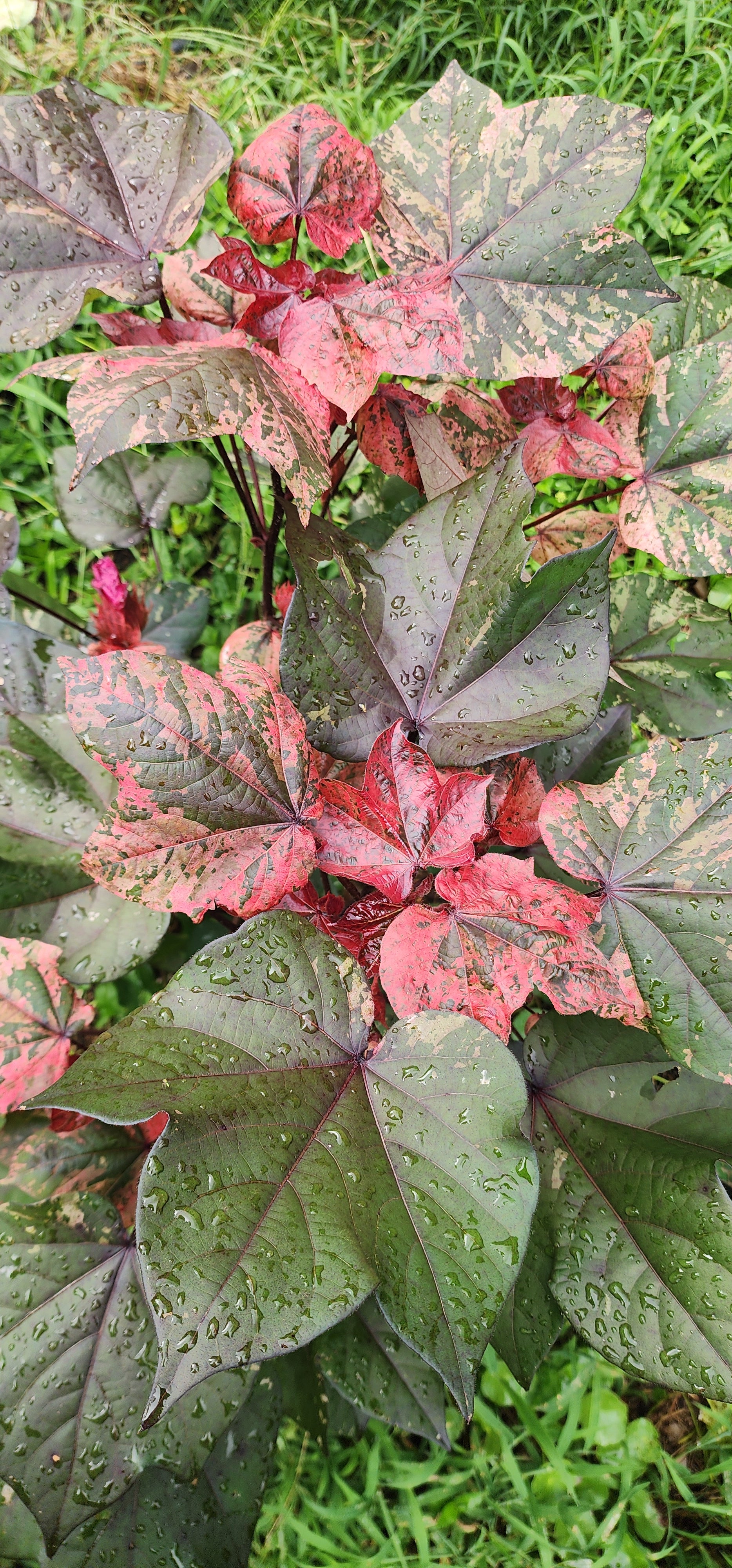 Cotton "Variegated Red" - Live Plant