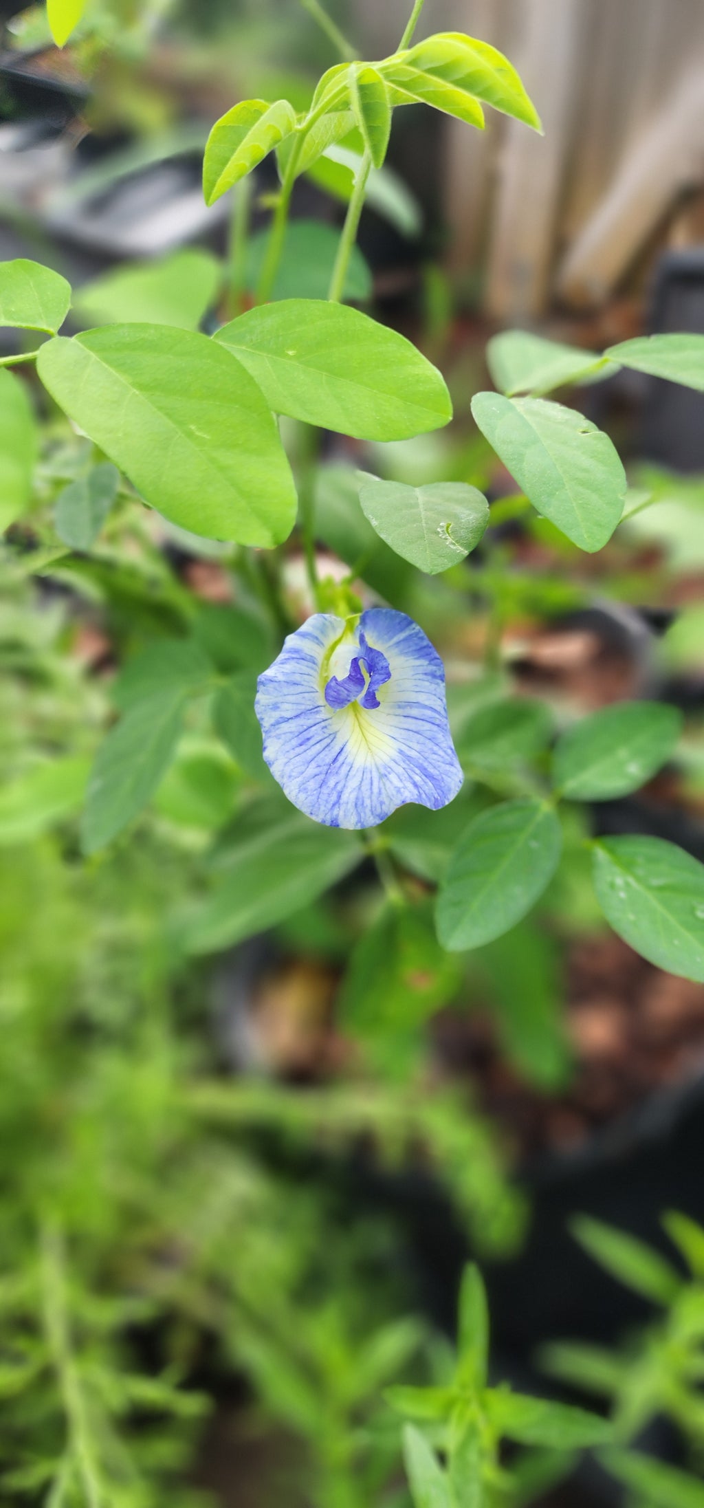 Butterfly Pea "Variegated" - Live Plant