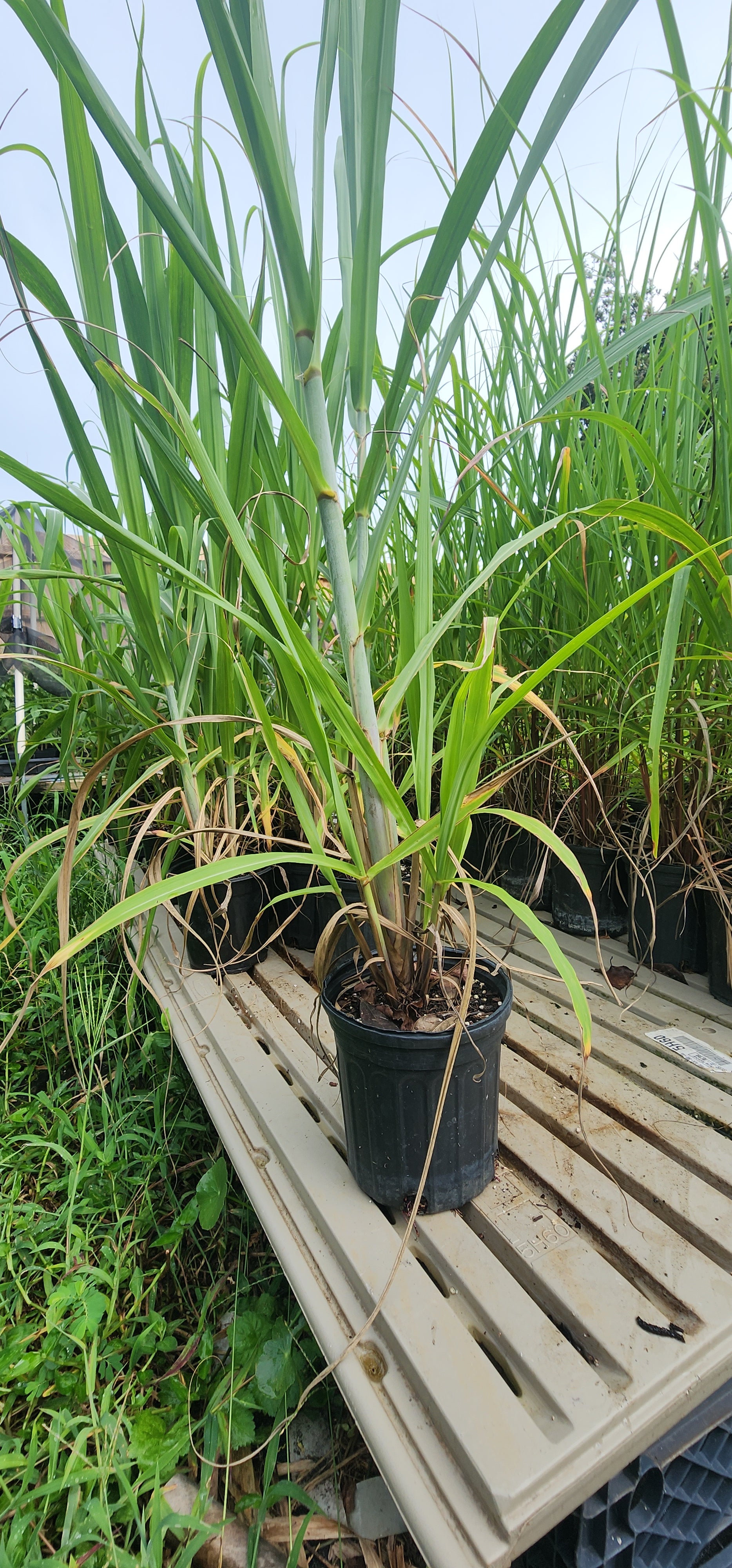 Sugarcane "Louisiana Green" - Live Plant