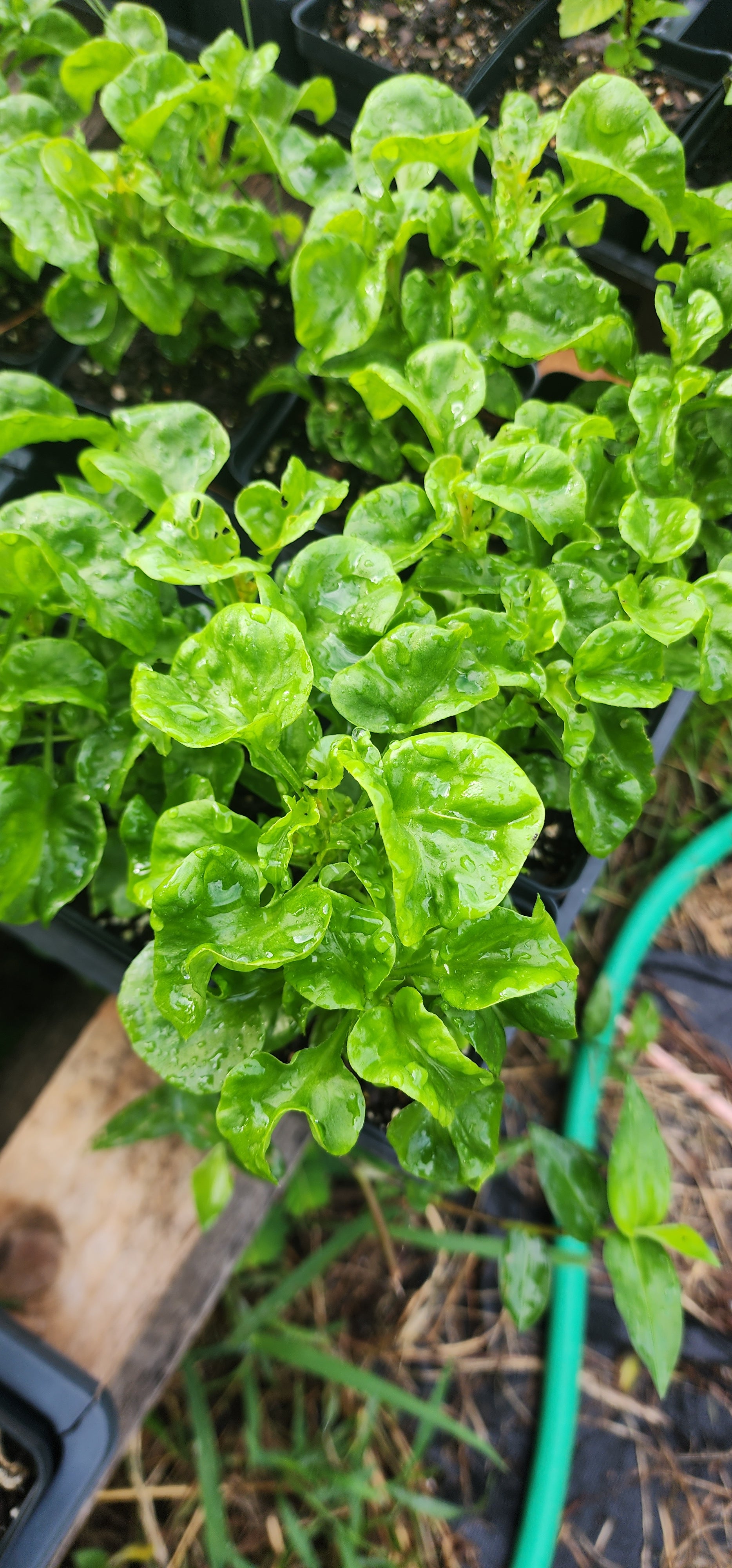 Sissoo Spinach - Live Plant