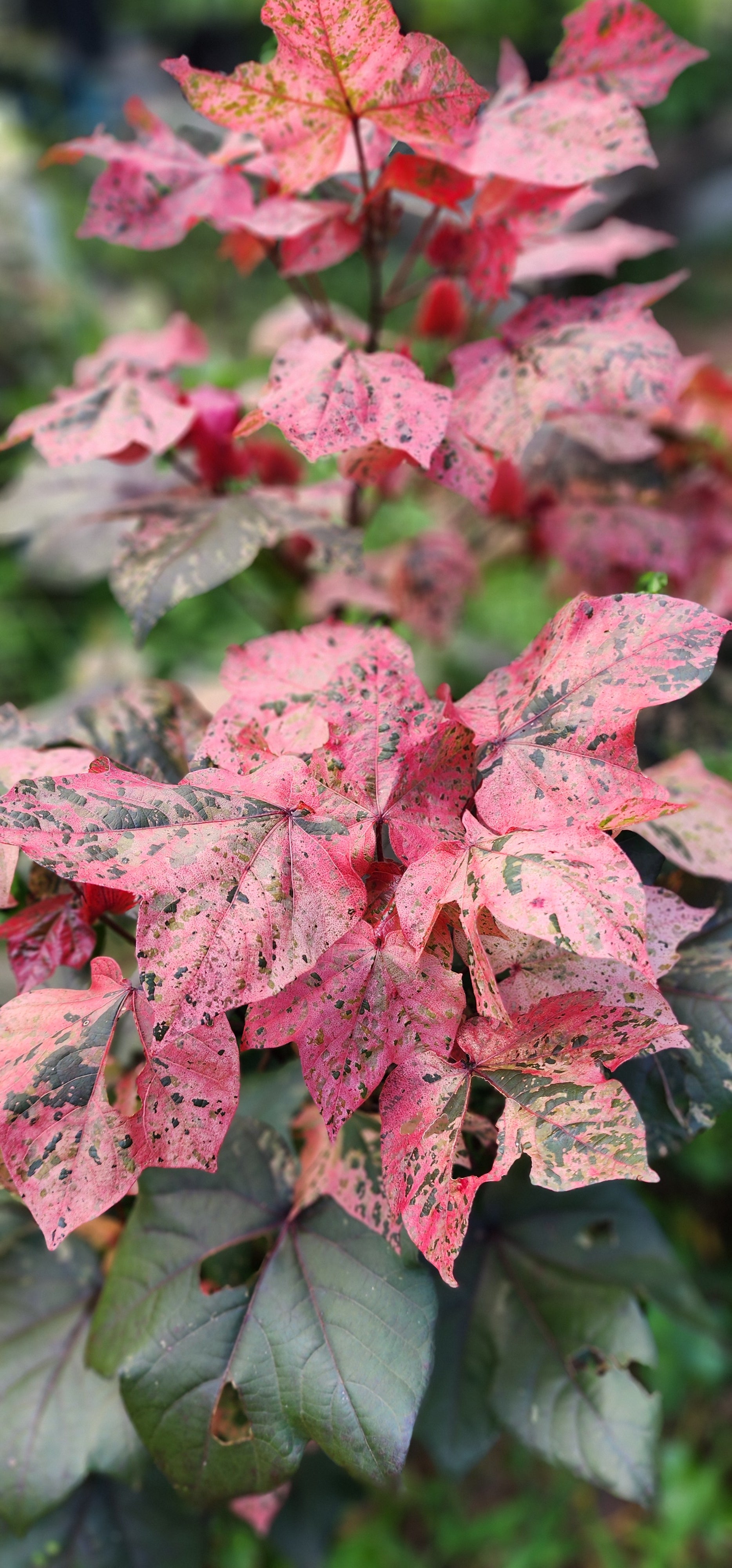 Cotton "Variegated Red" - Live Plant