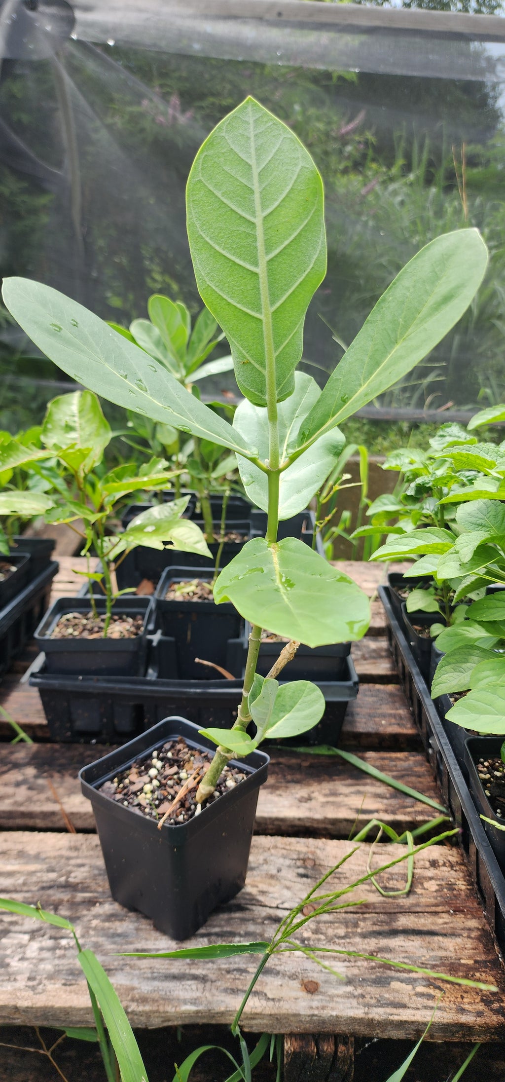 Giant Calotrope Milkweed - Live Plant