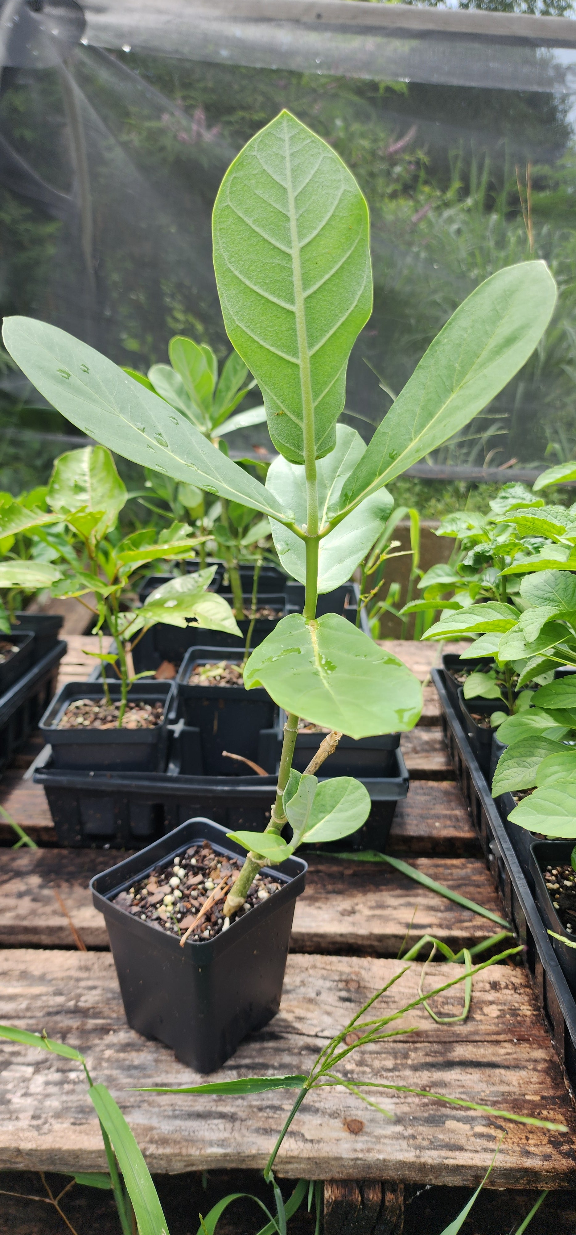 Giant Calotrope Milkweed - Live Plant