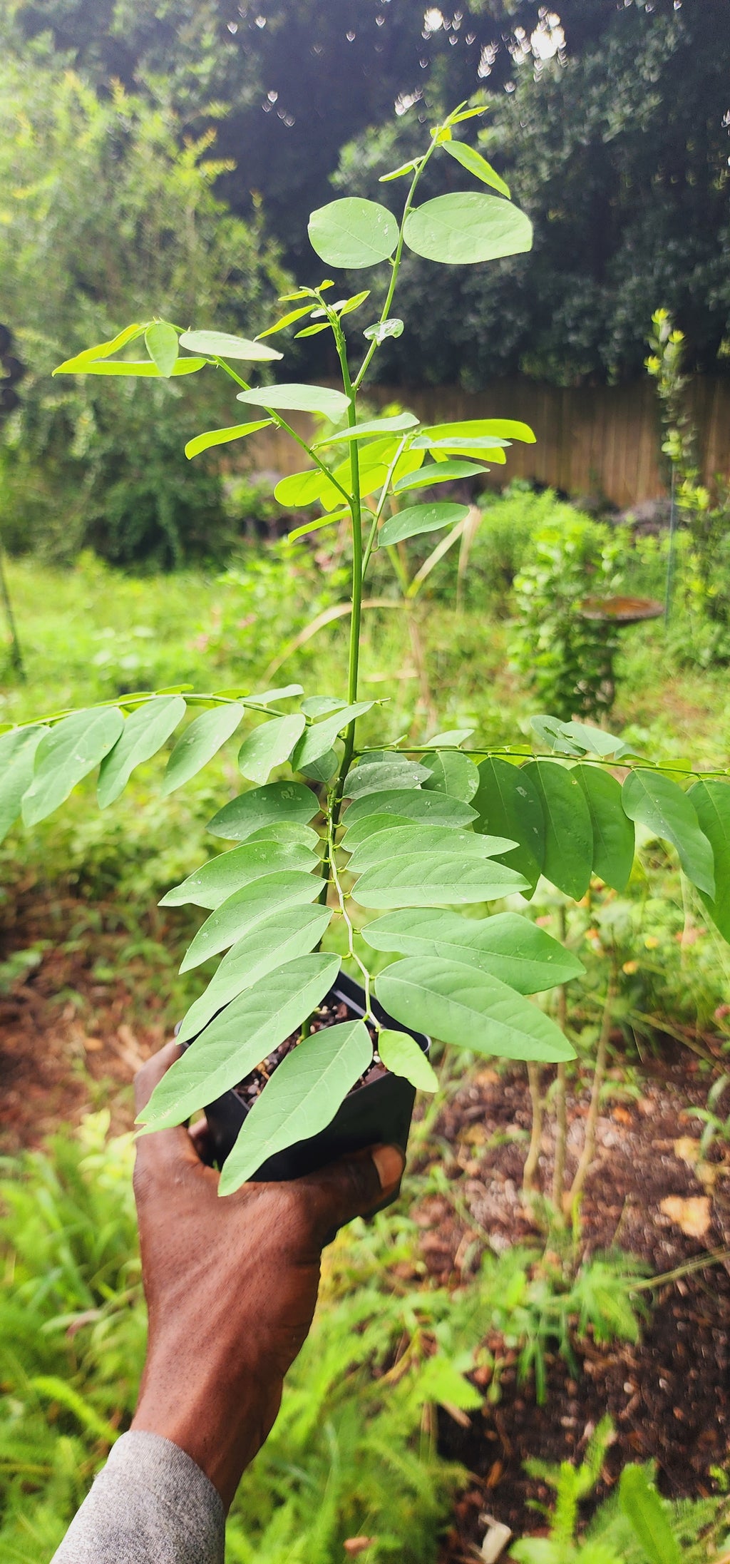 Katuk - Live Plant
