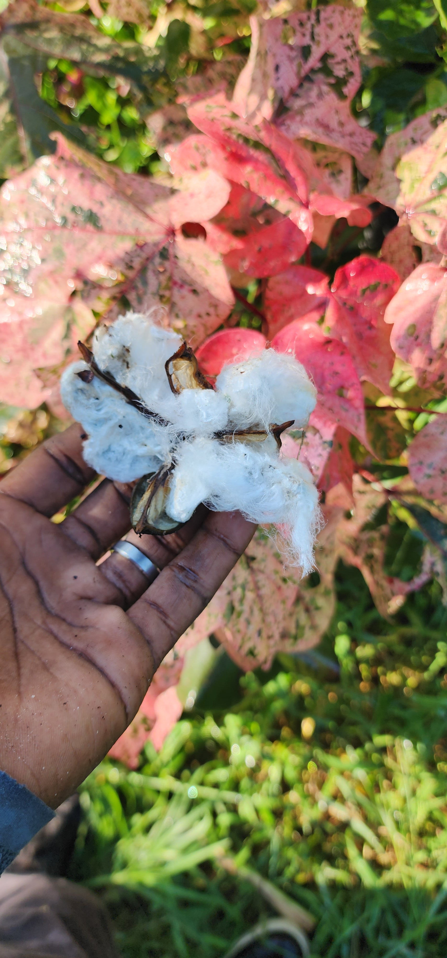 Cotton "Variegated Red" - Live Plant
